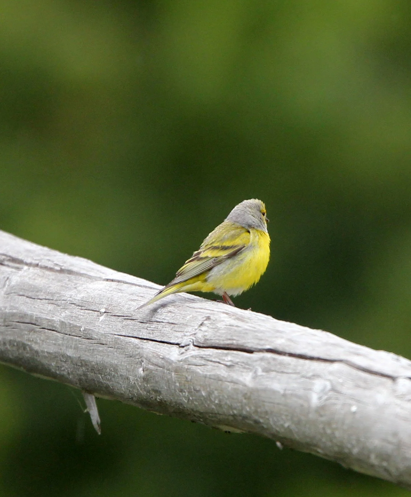 Citril Finch (Carduelis citrinella) Stelvio National Park, Italy (4).JPG