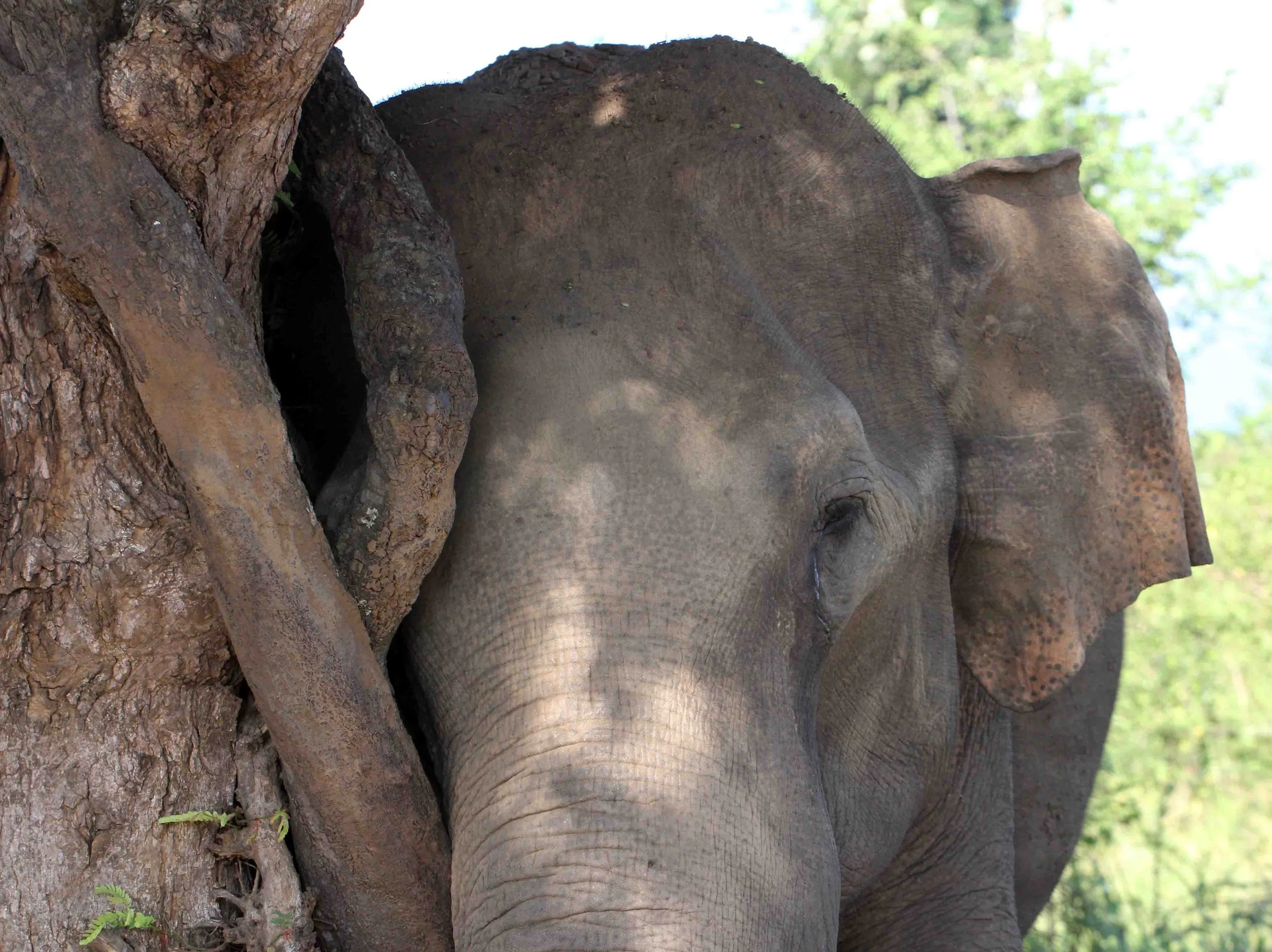 ELEPHANT - SRI LANKA ASIAN ELEPHANT - UDAWALAWA NATIONAL PARK SRI LANKA - PHOTO BY SOM SMITH (20).JPG