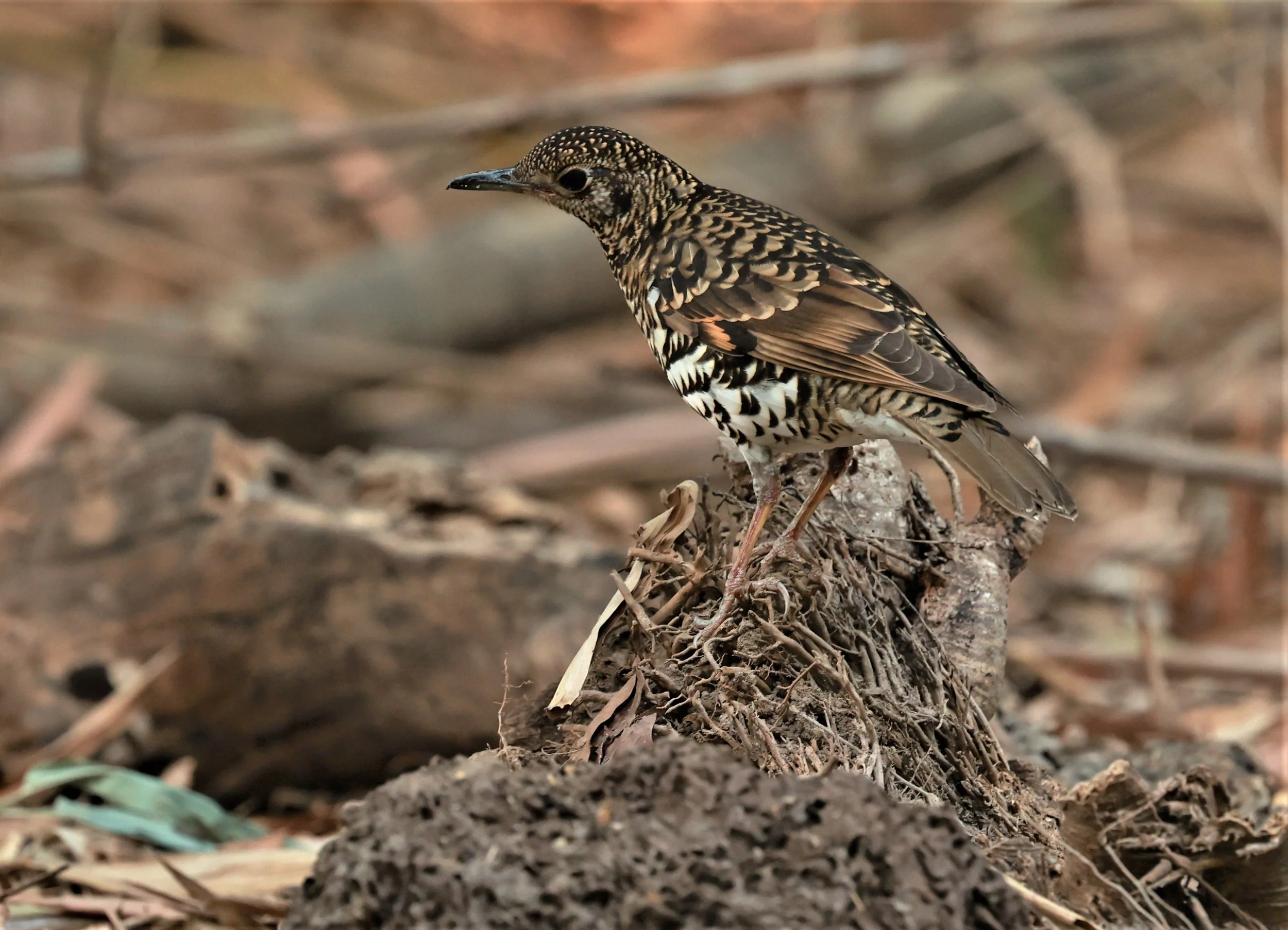 White's Thrush (Zoothera aurea) Putthamonthon Park Nakhon Pathom Thailand (83).jpg