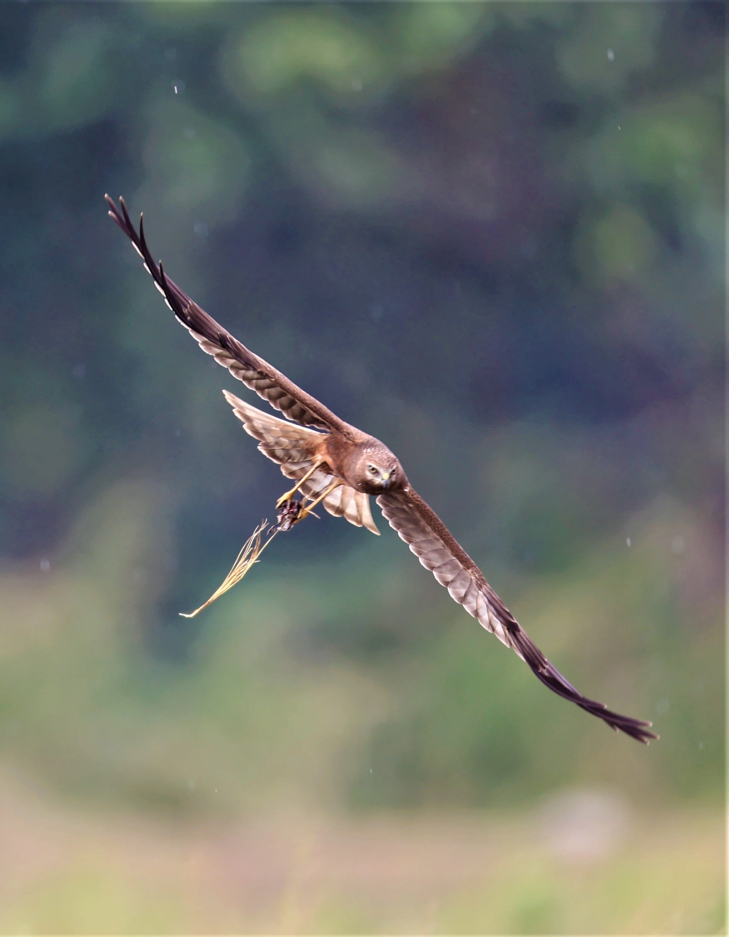 HARRIER - EASTERN MARSH HARRIER - Circus spilonotus -PATHUM THANI RICE RESEARCH CENTER 06 NOV 2021 (18).jpg