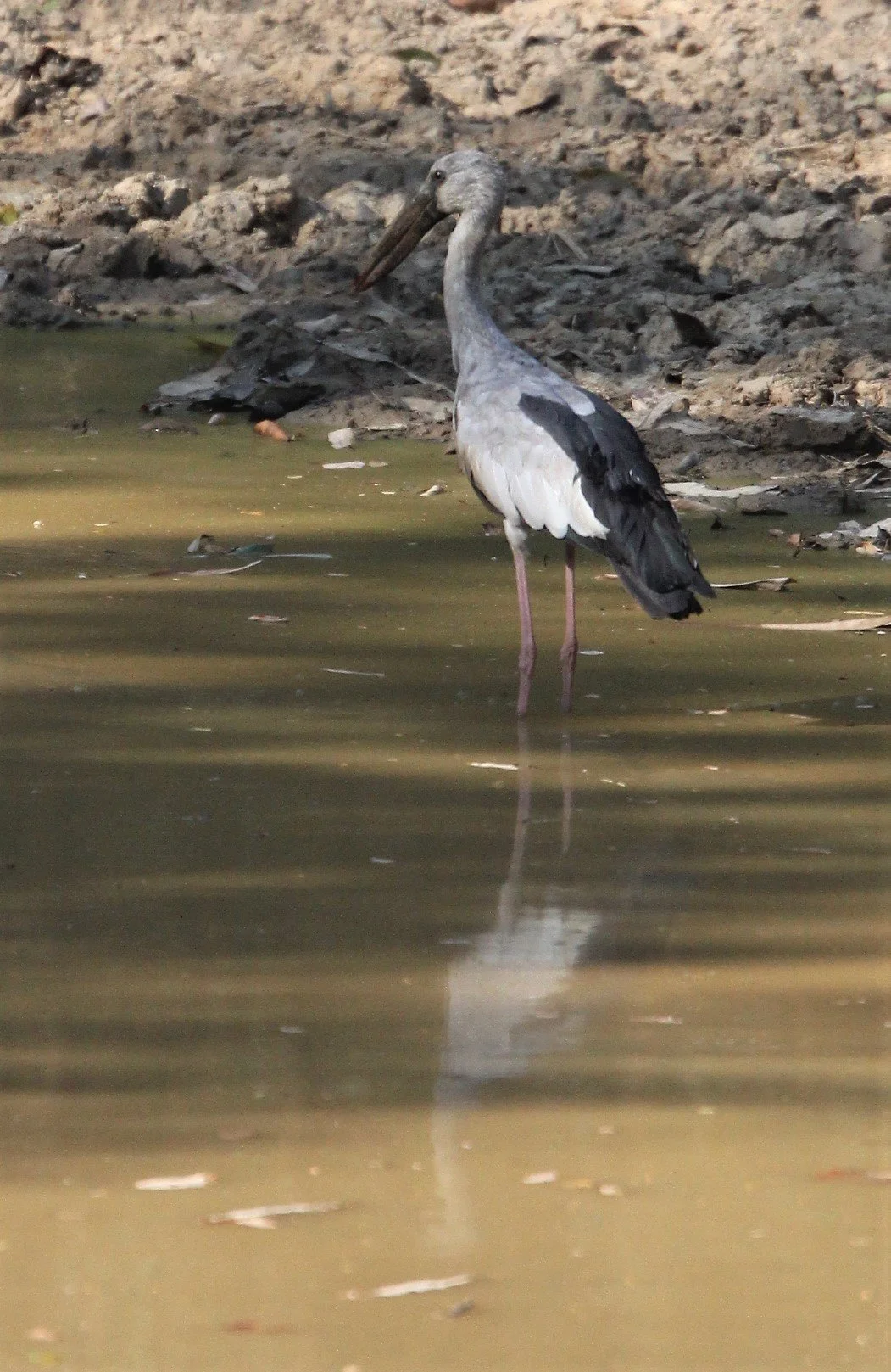 STORK - ASIAN OPENBILL - Anastomus oscitans - KAENG KRACHAN (3).jpg