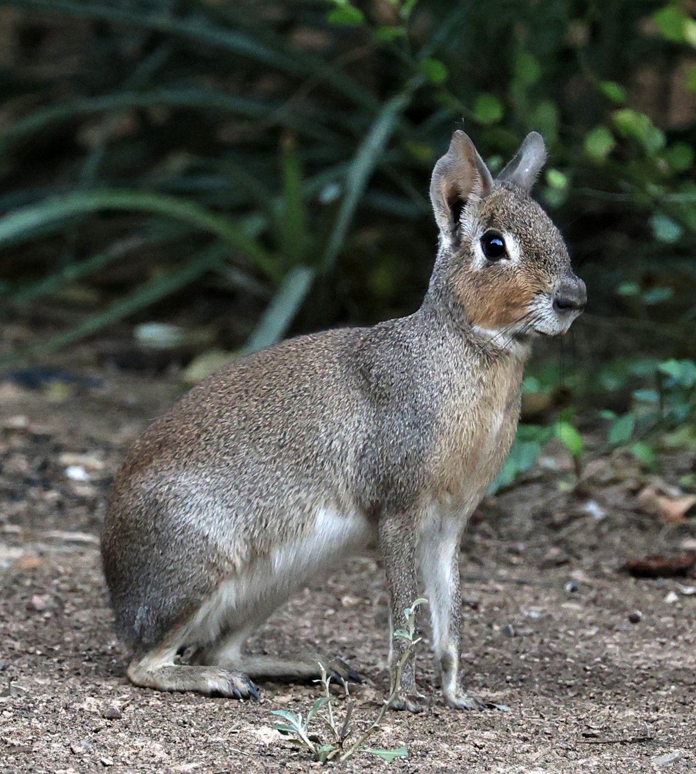 Chacoan Mara (Dolichotis salinicola) Hotel Campestre Iparoma Paraguay (39).jpg