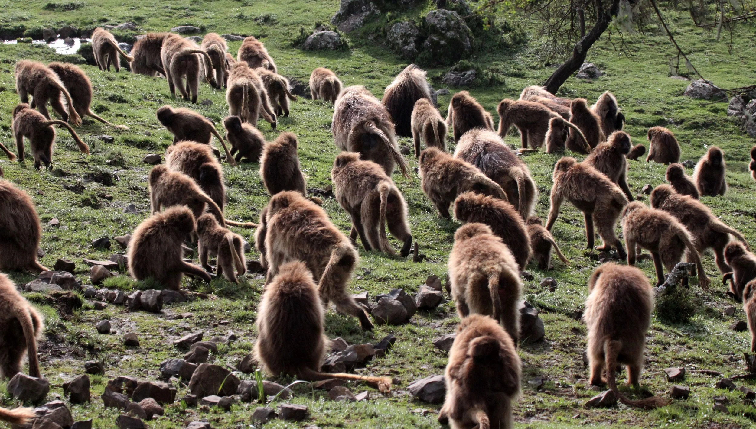 CERCOPITHECIDAE - Theropithecus gelada - GELADA - SIMIEN MOUNTAINS NATIONAL PARK ETHIOPIA (1577).JPG