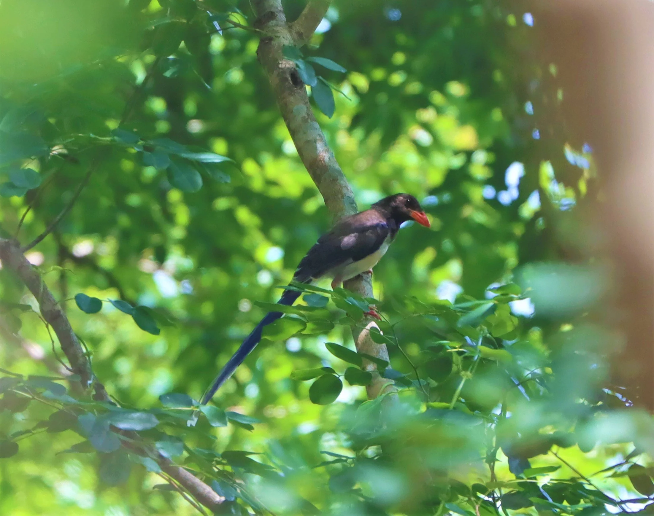 MAGPIE - BLUE MAGPIE - Urocissa erythrorhyncha - PHANOMRUNG PRASAT RUINS BURIRAM (5).jpg