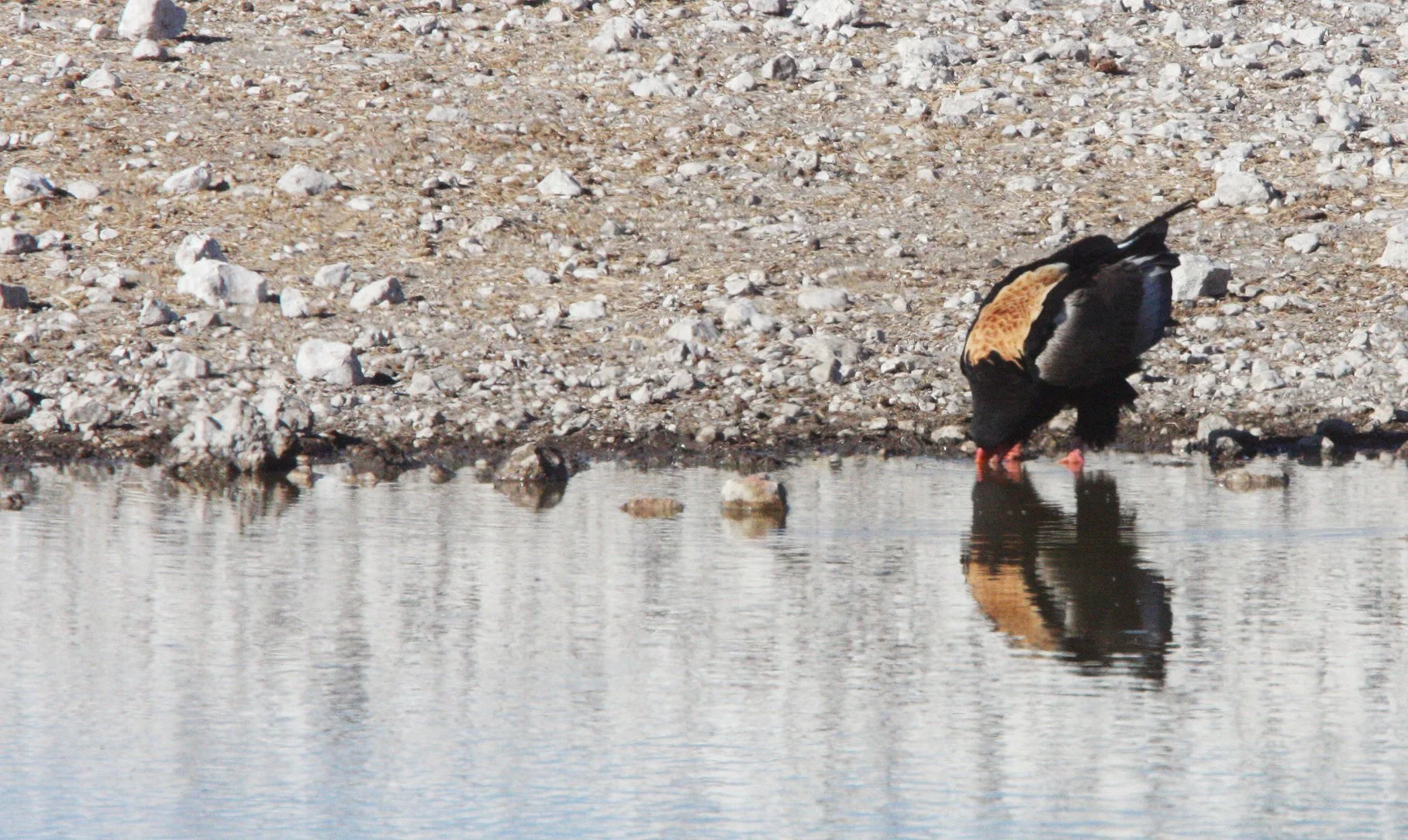 Terathopius ecaudatus - BATELEUR - ETOSHA NATIONAL PARK NAMIBIA (5).JPG
