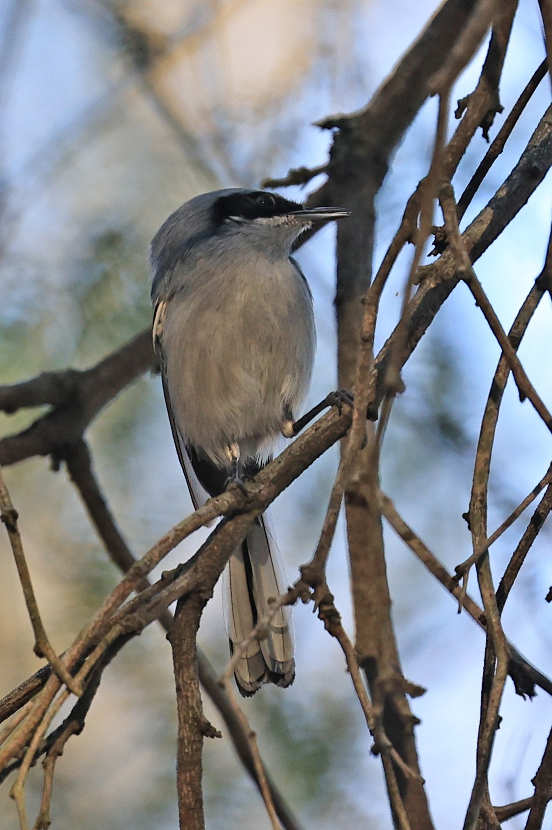 Masked Gnatcatcher (Polioptila dumicola) Estancia Campo'i Paraguay (2).jpg
