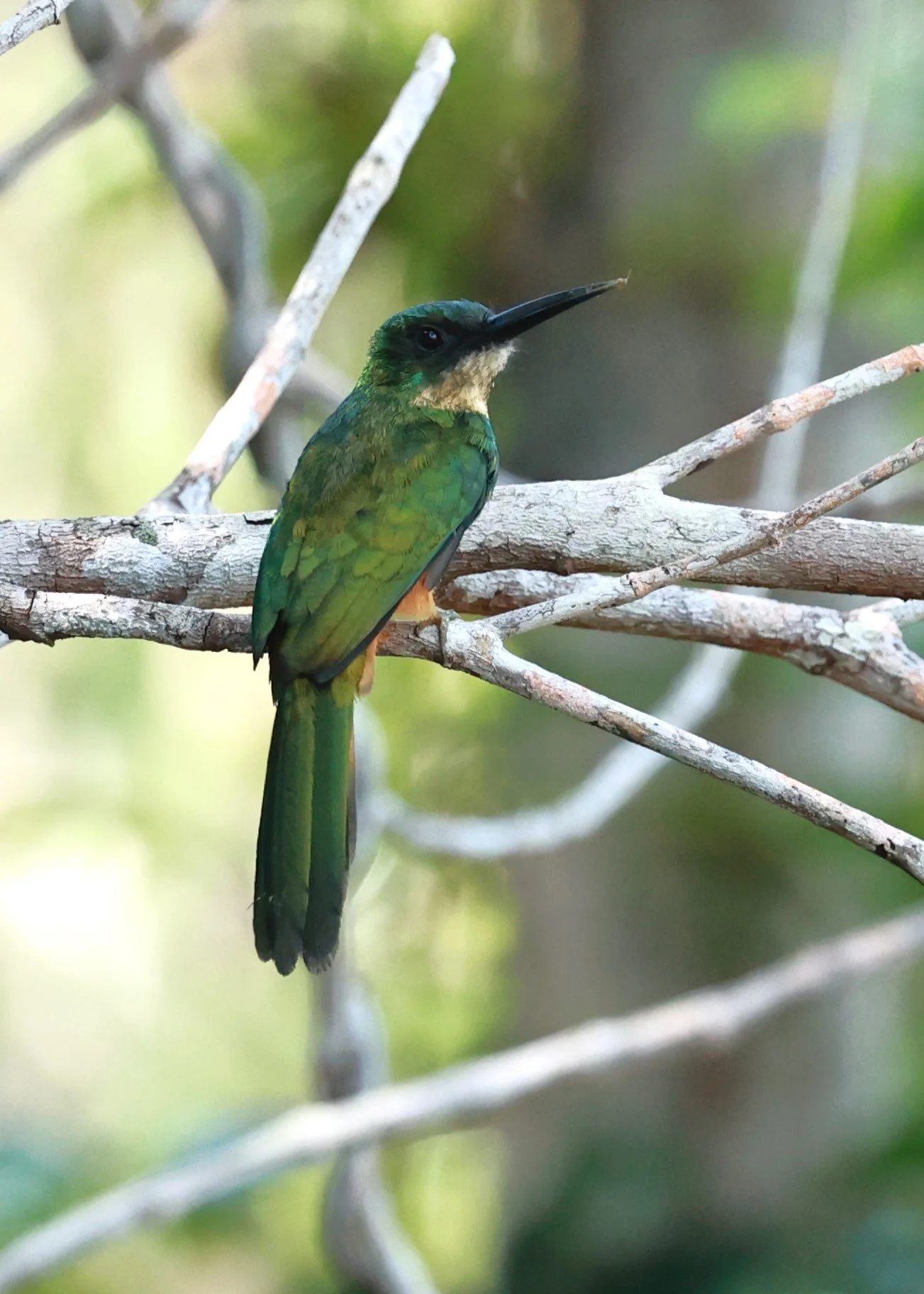Jacamar - Rufous-tailed Jacamar - Galbula ruficauda - Illeus, Bahia Brazil, Una Township Area (10).JPG
