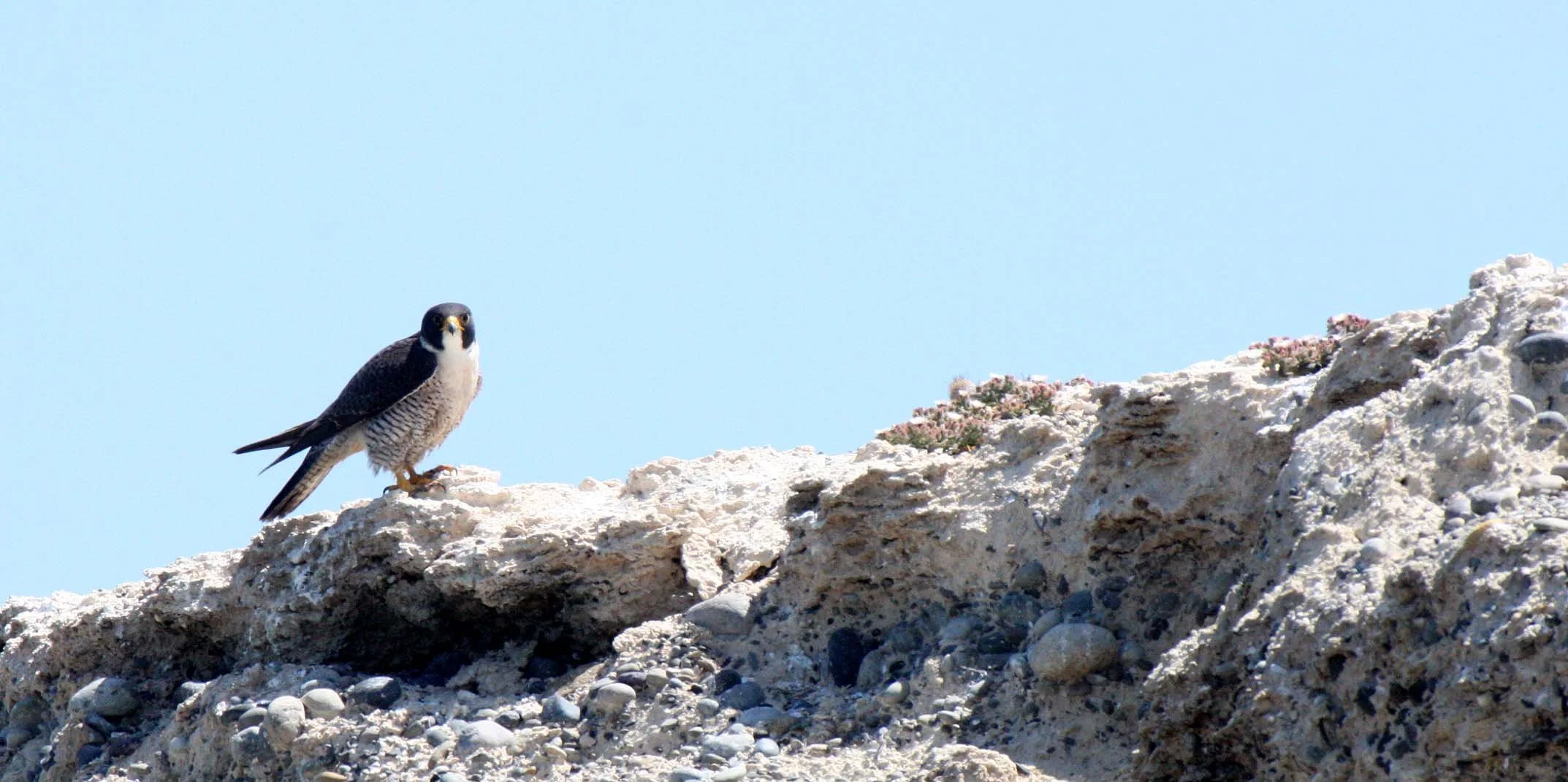 Falco peregrinus anatum - AMERICAN PEREGRINE FALCON - SAN IGNACIO LAGOON BAJA MEXICO (51).JPG