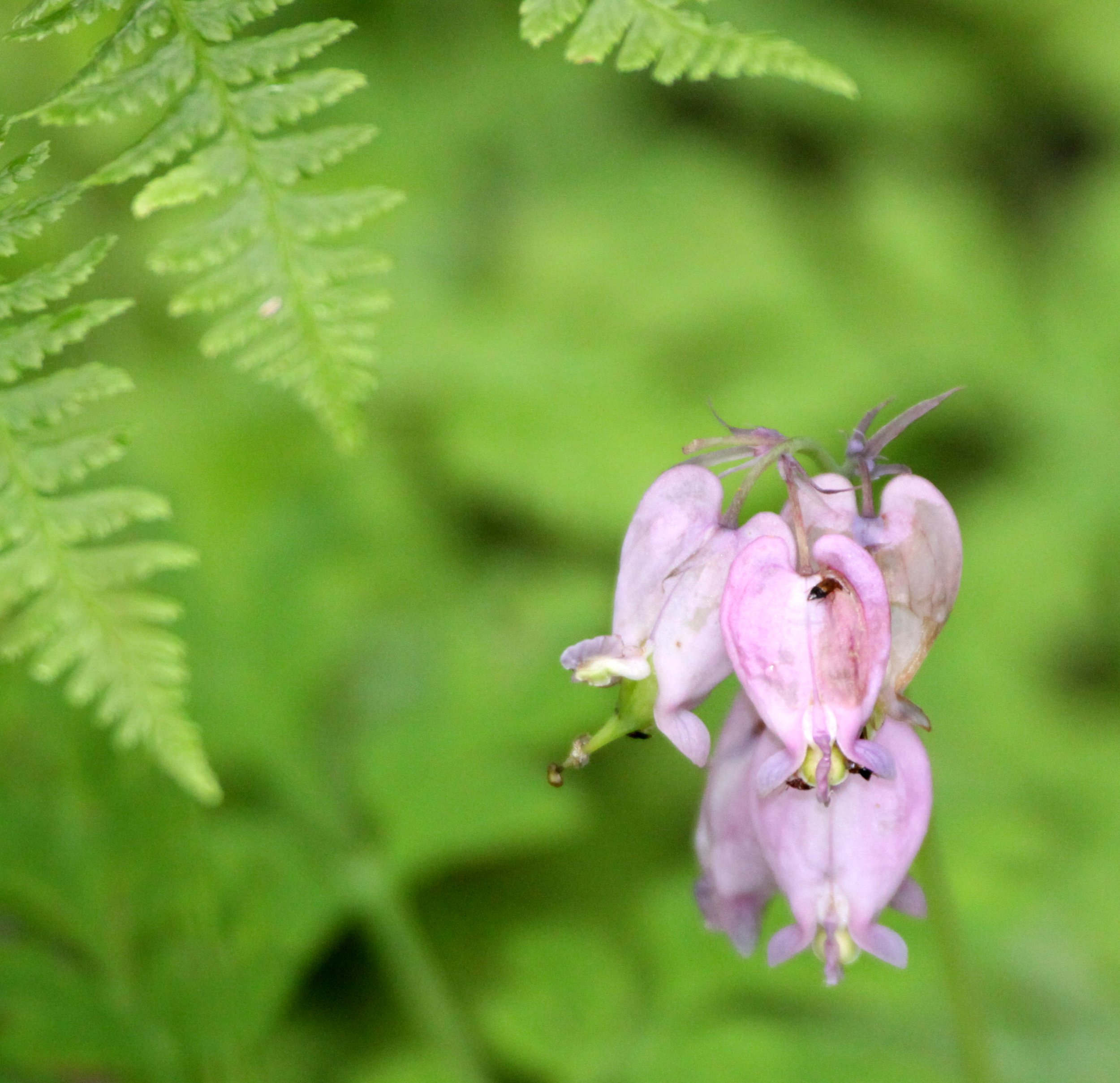 FUMERACEAE - PACIFIC BLEEDING HEART - THOMPSON SOUND BC.JPG
