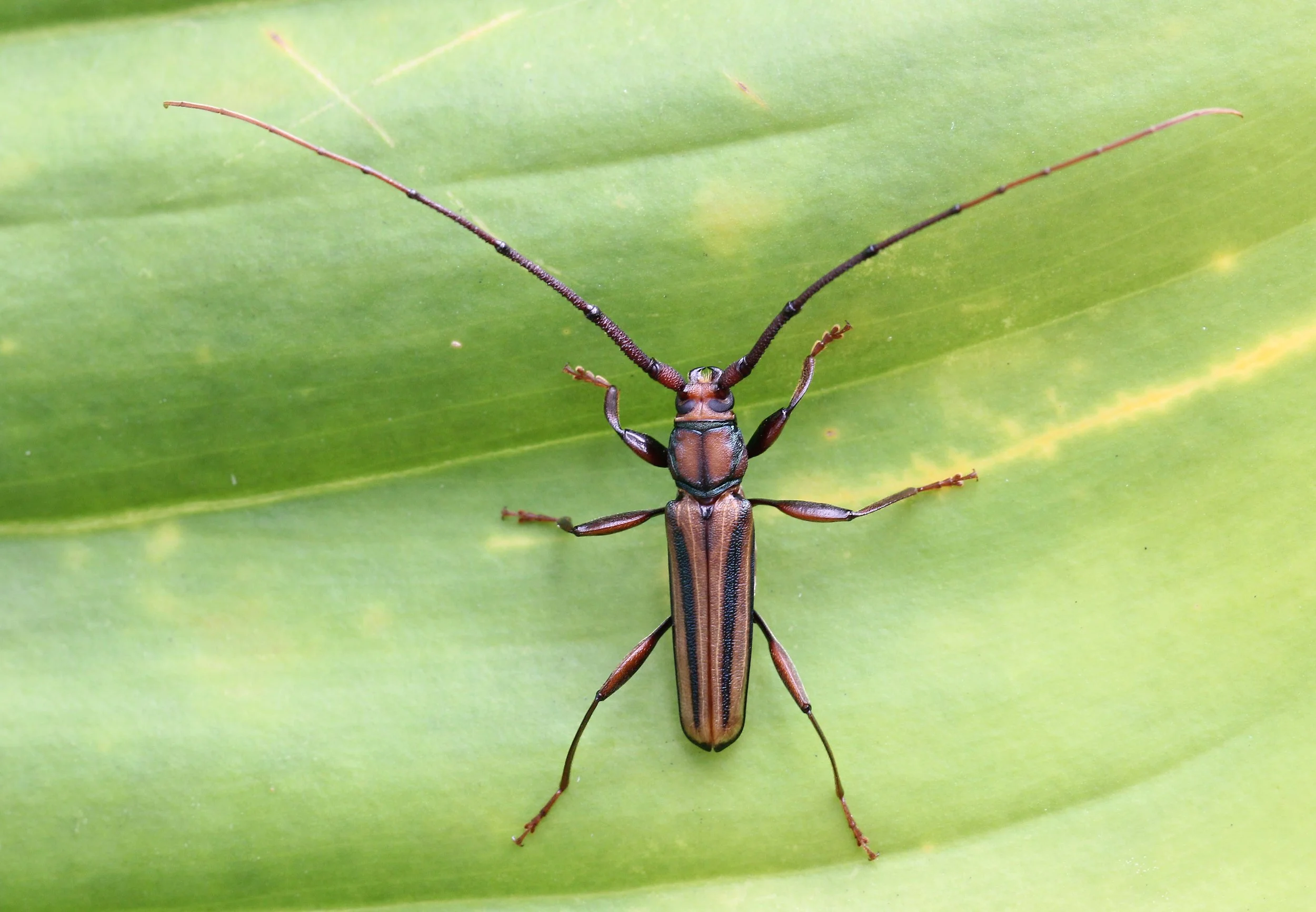 Xystrocera globosa - Koh Lanta, Thailand