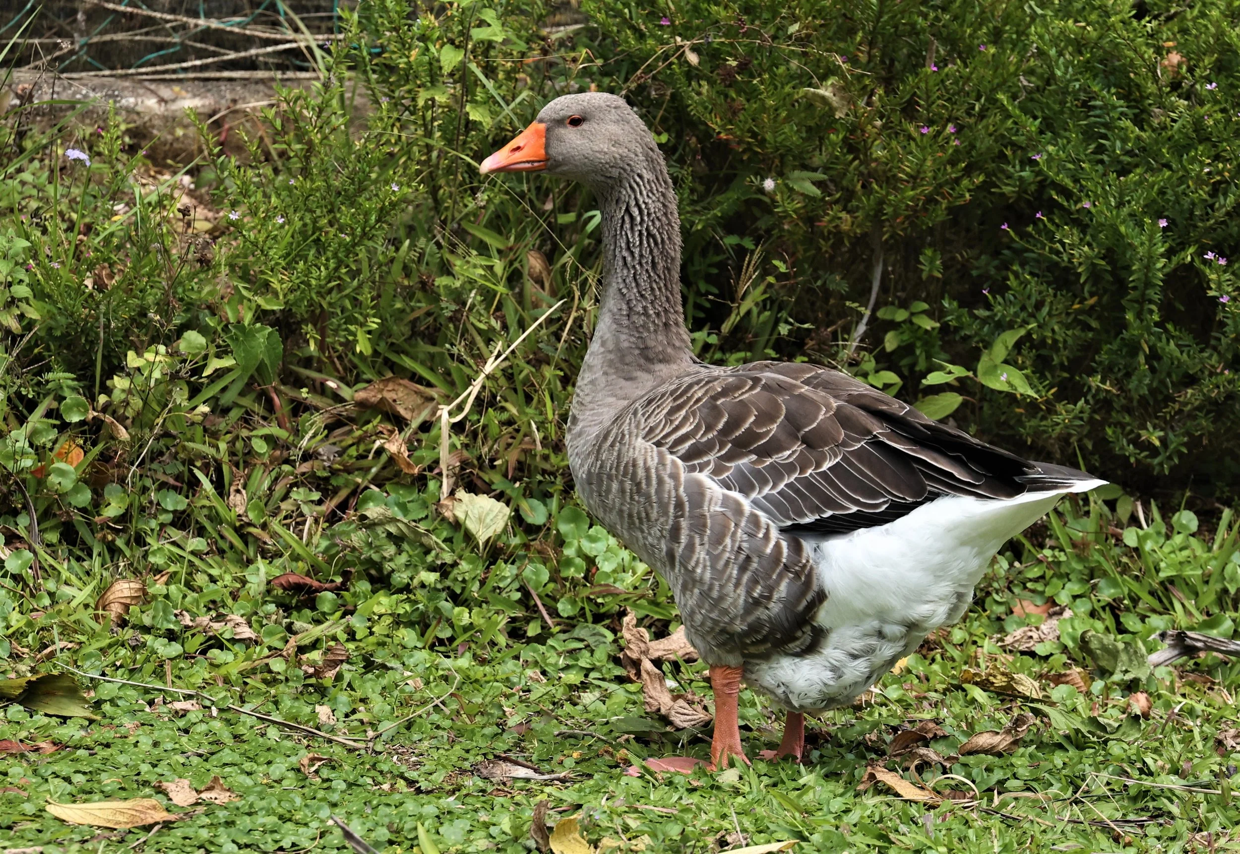 Anser anser - GREYLAG GOOSE - FRASER'S HILL RAUB DISTRICT PAHANG MALAYSIA (4).jpg