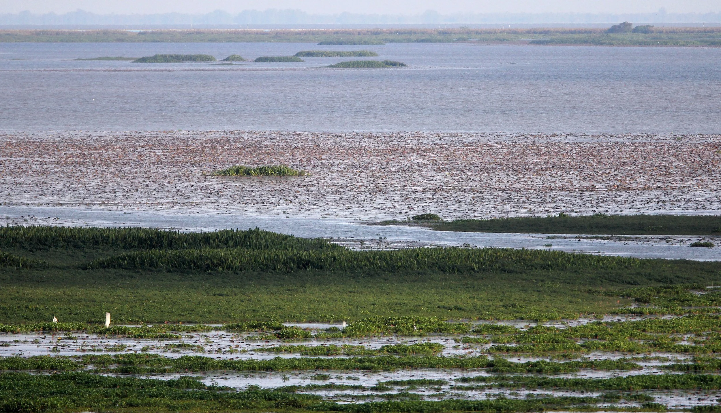 2018 Thale Noi Bird Sanctuary Patthalung (10).JPG
