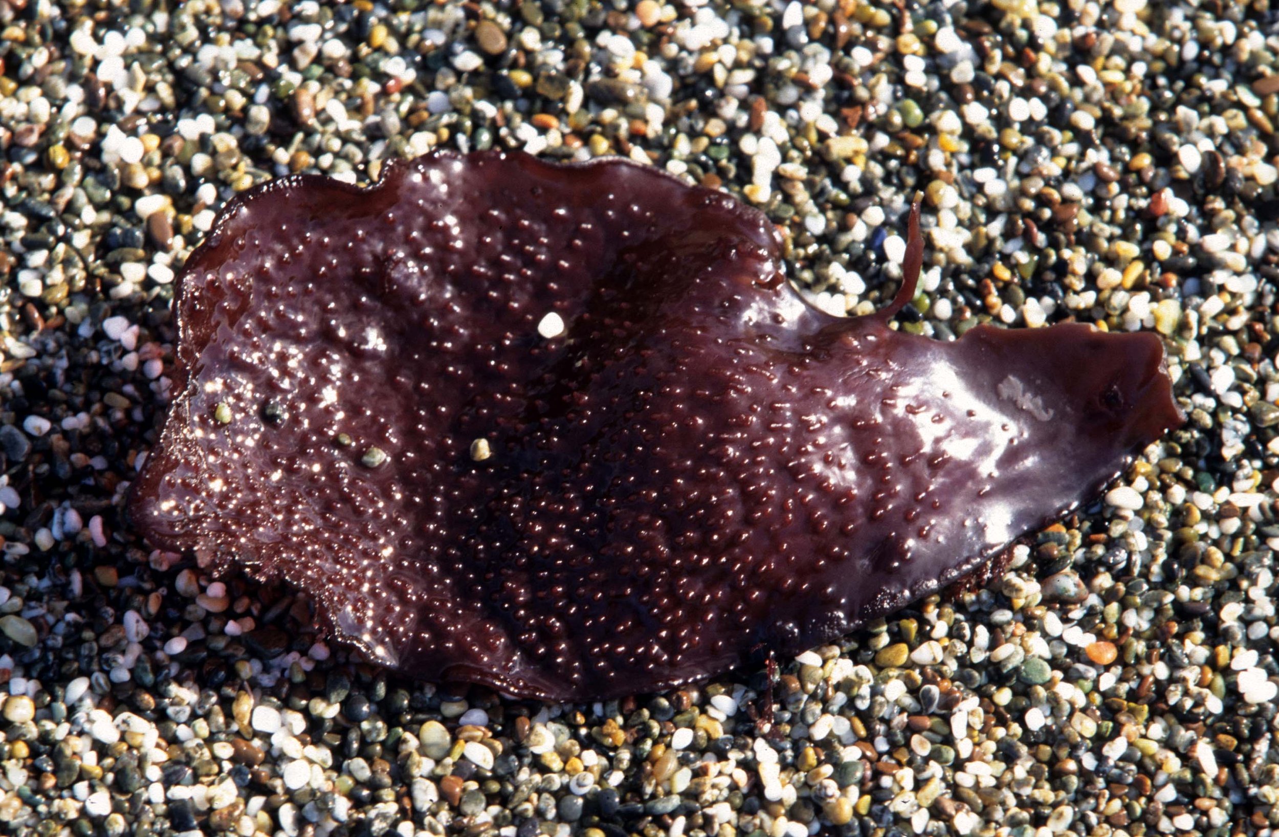 CALIFORNIA - BODEGA BAY - MARINE ALGAE SPECIES (14).jpg