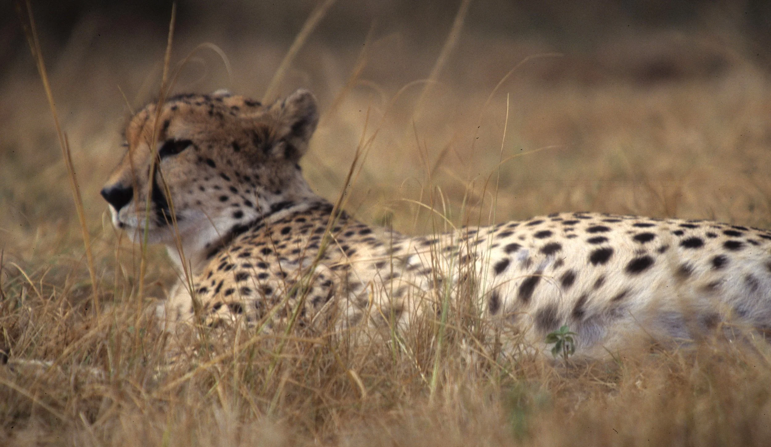 FELID - CHEETAH - KRUGER (28).jpg