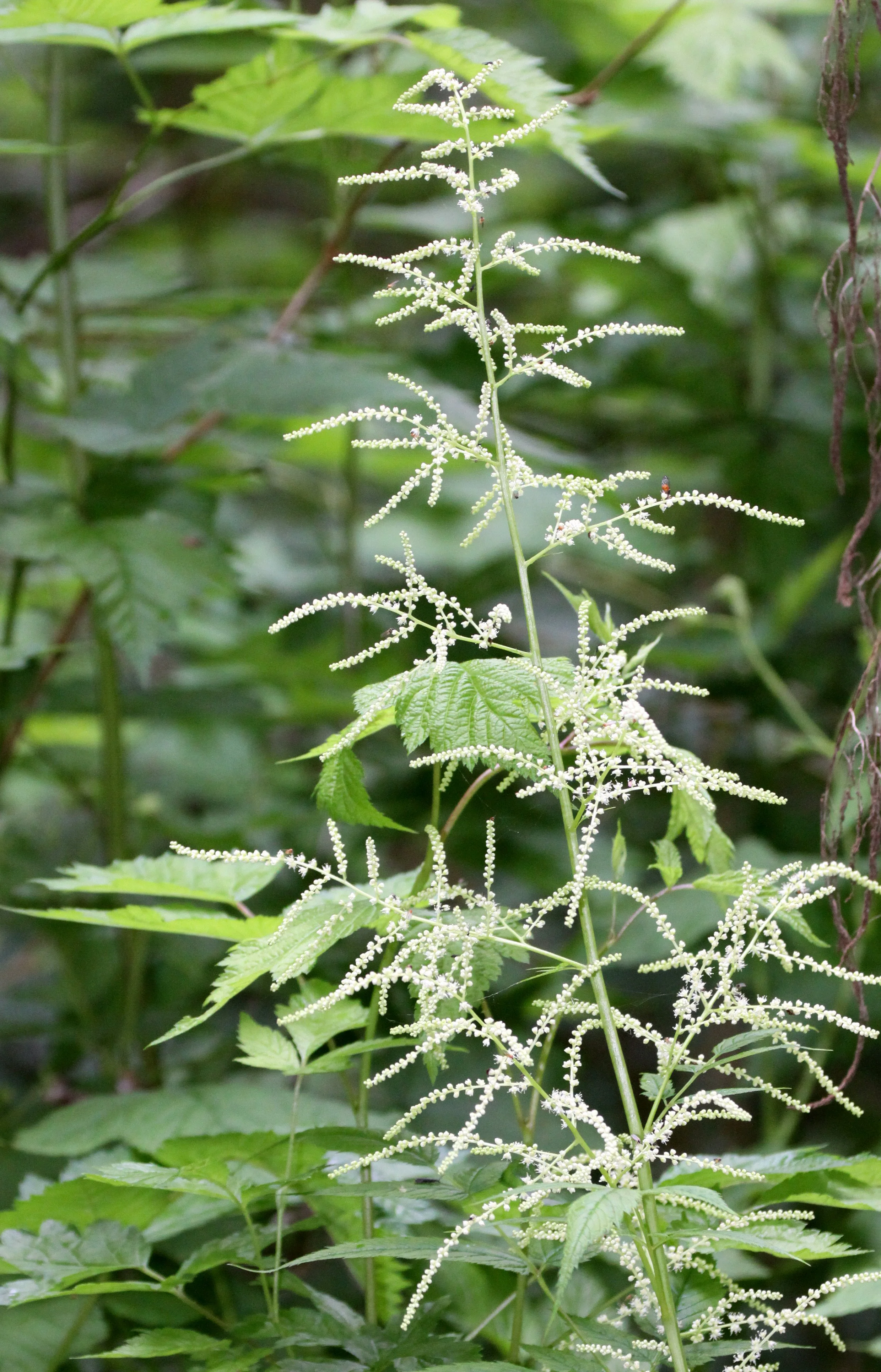 ROSACEAE - GOAT'S BEARD - THOMPSON SOUND BC.JPG