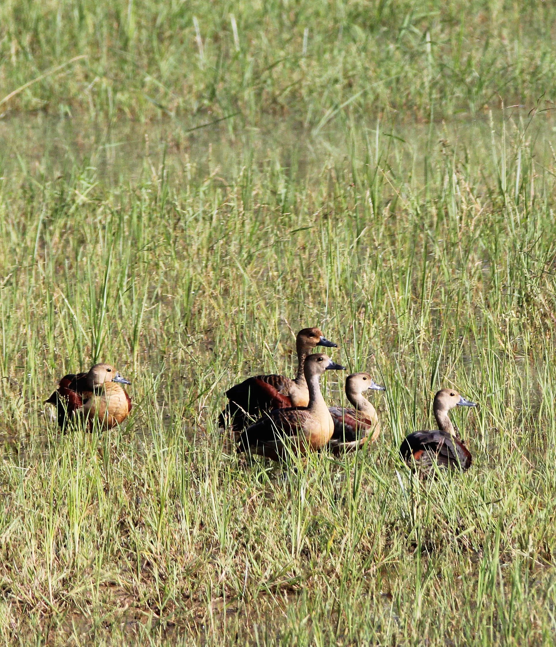DUCK - LESSER WHISTLING DUCK  - Dendrocygna javanica - YALA NATIONAL PARK SRI LANKA (8).JPG