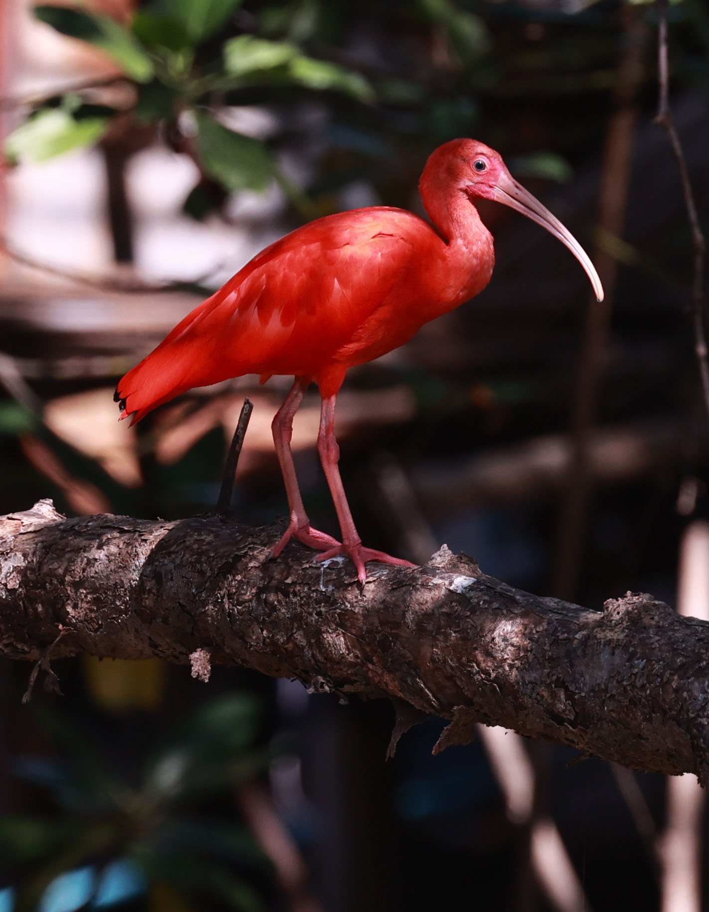 Ibis - Scarlet Ibis - Eudocimus ruber - 29 Songkaow Cafe, Chachoengsao Thailand (119).jpg