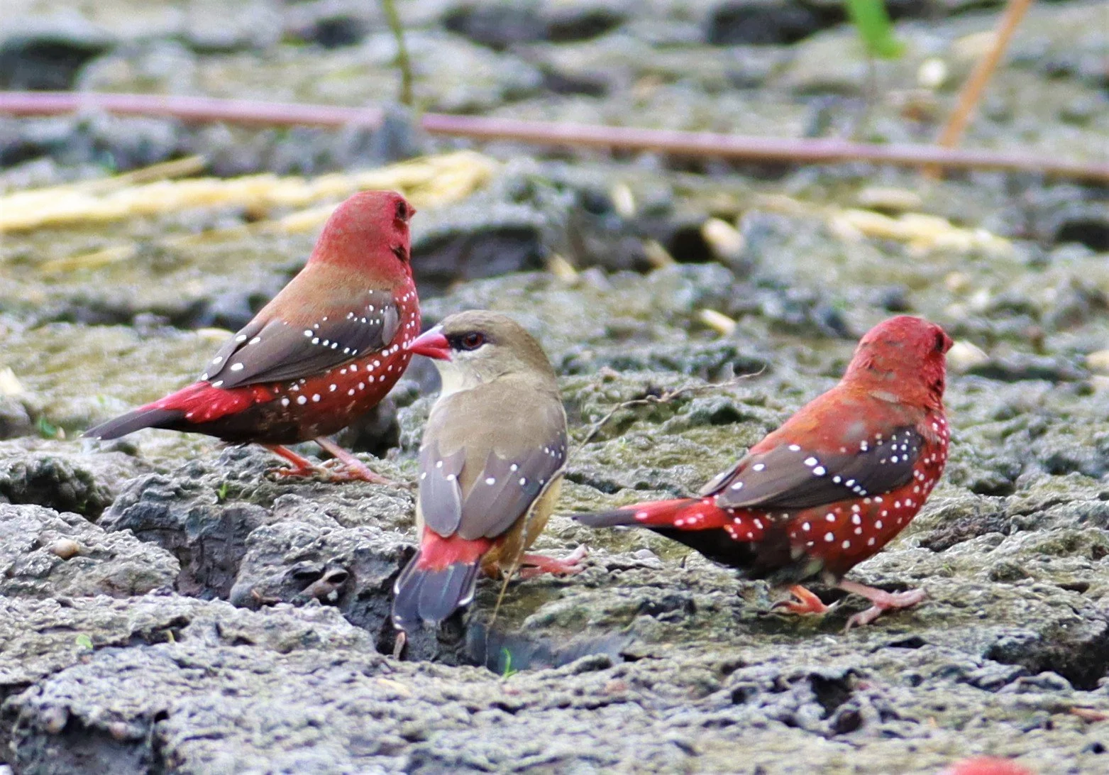 RED AVADAVAT - Amandava amandava - LAT KRABANG THAP YAO RICEFIELDS August 25, 2021 (119).jpg