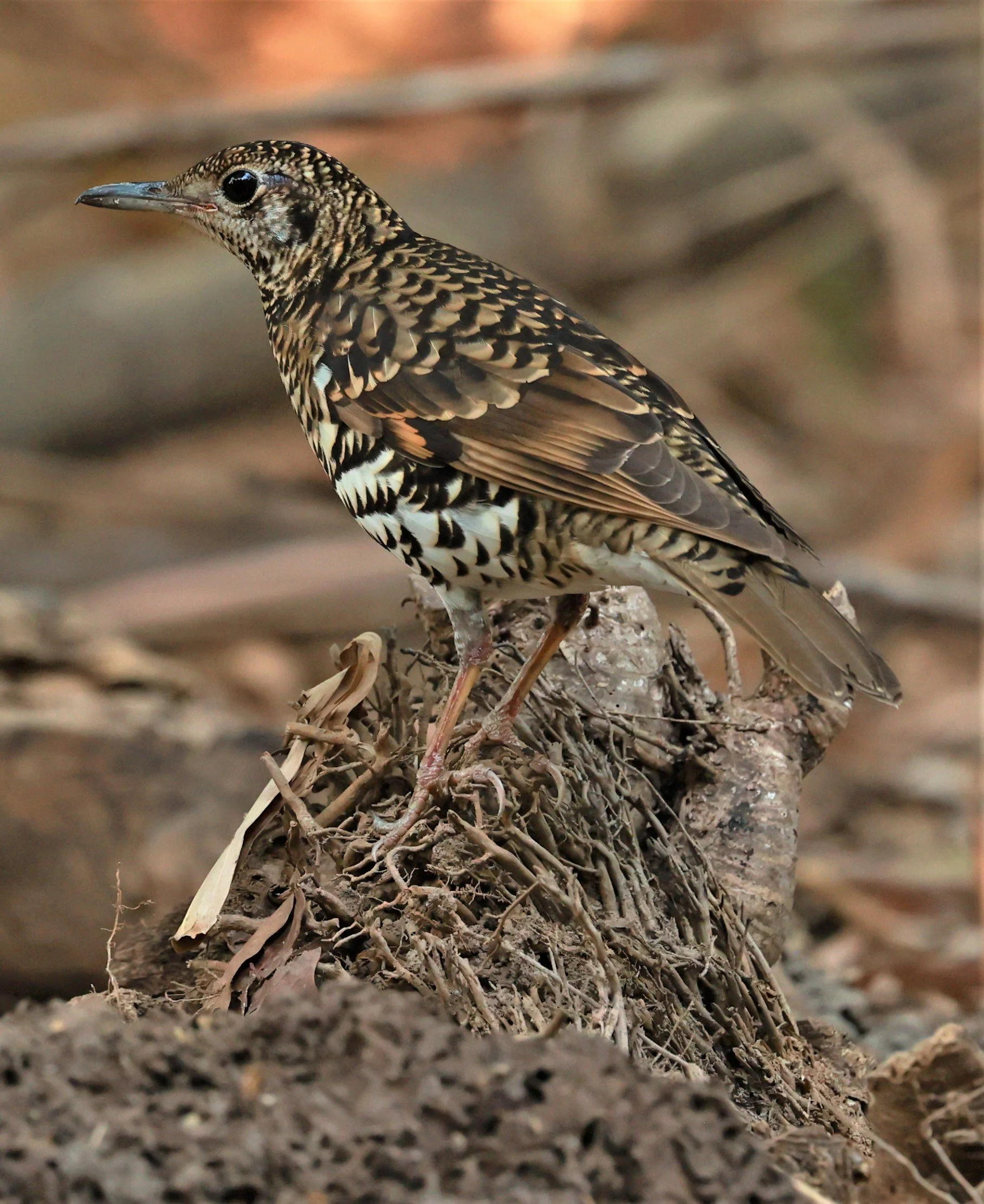 White's Thrush (Zoothera aurea) Putthamonthon Park Nakhon Pathom Thailand (67).jpg