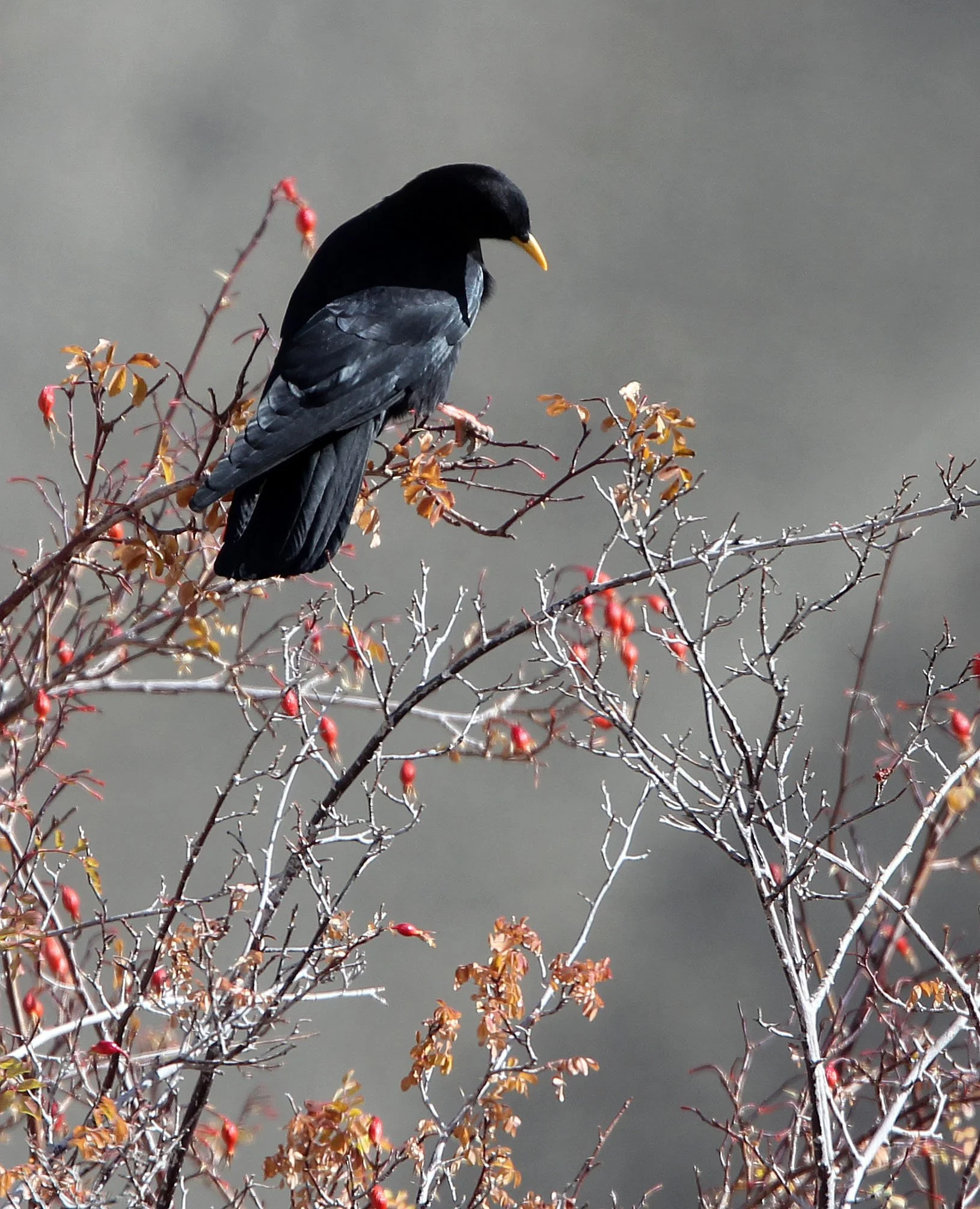BIRD - CHOUGH - YELLOW-BILLED CHOUGH - HEMIS NATIONAL PARK - LADAKH INDIA - JAMMU & KASHMIR (14).JPG