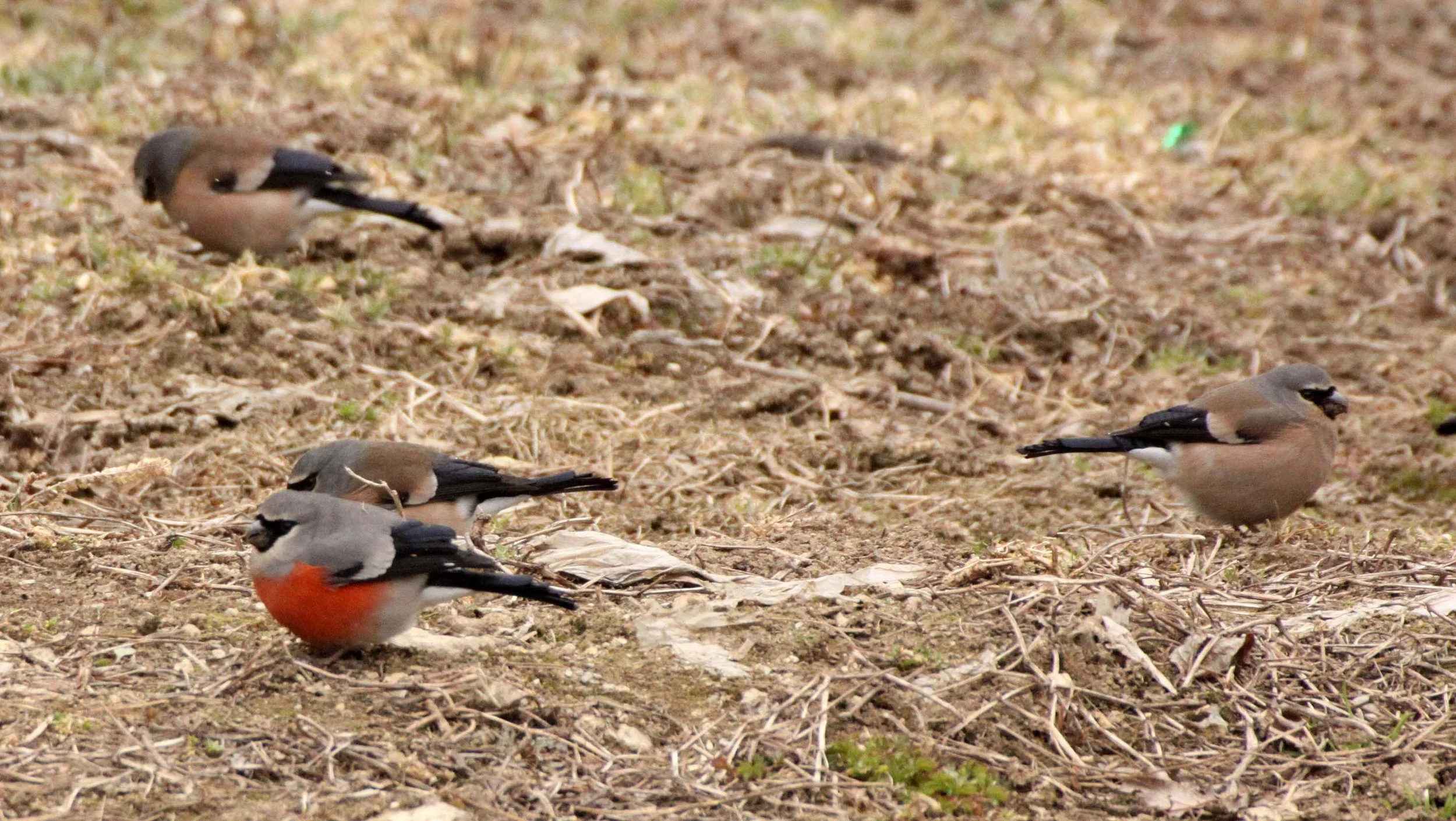 Grey-headed Bullfinch (Pyrrhula erythaca) foping Nature Reserve, Shaanxi China (8).JPG