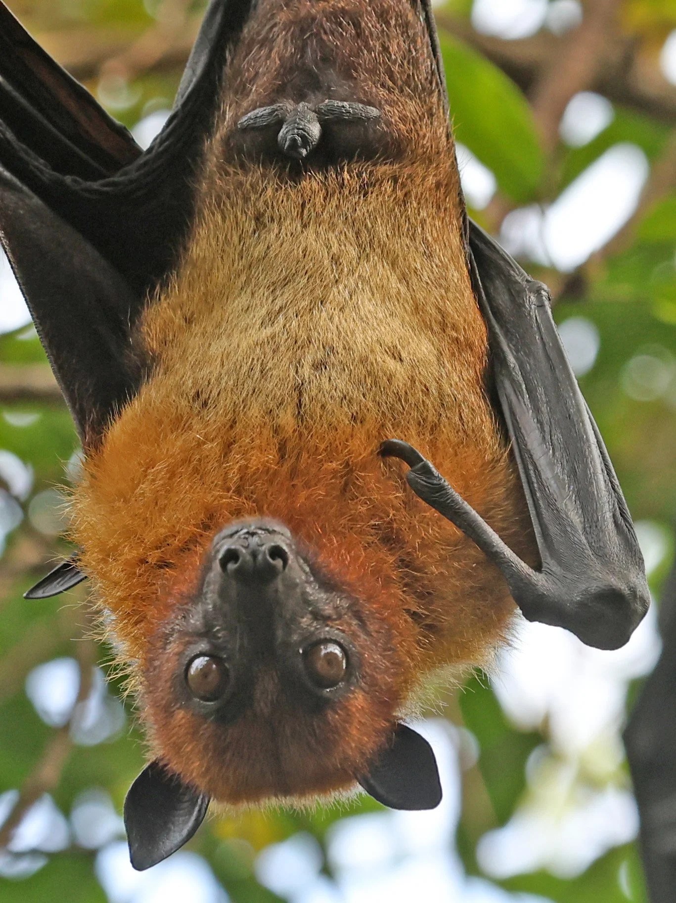 Lyle's Flying Fox (Pteropus lylei) Wat Pho Bang Khla in Chachoengsao (13).jpg