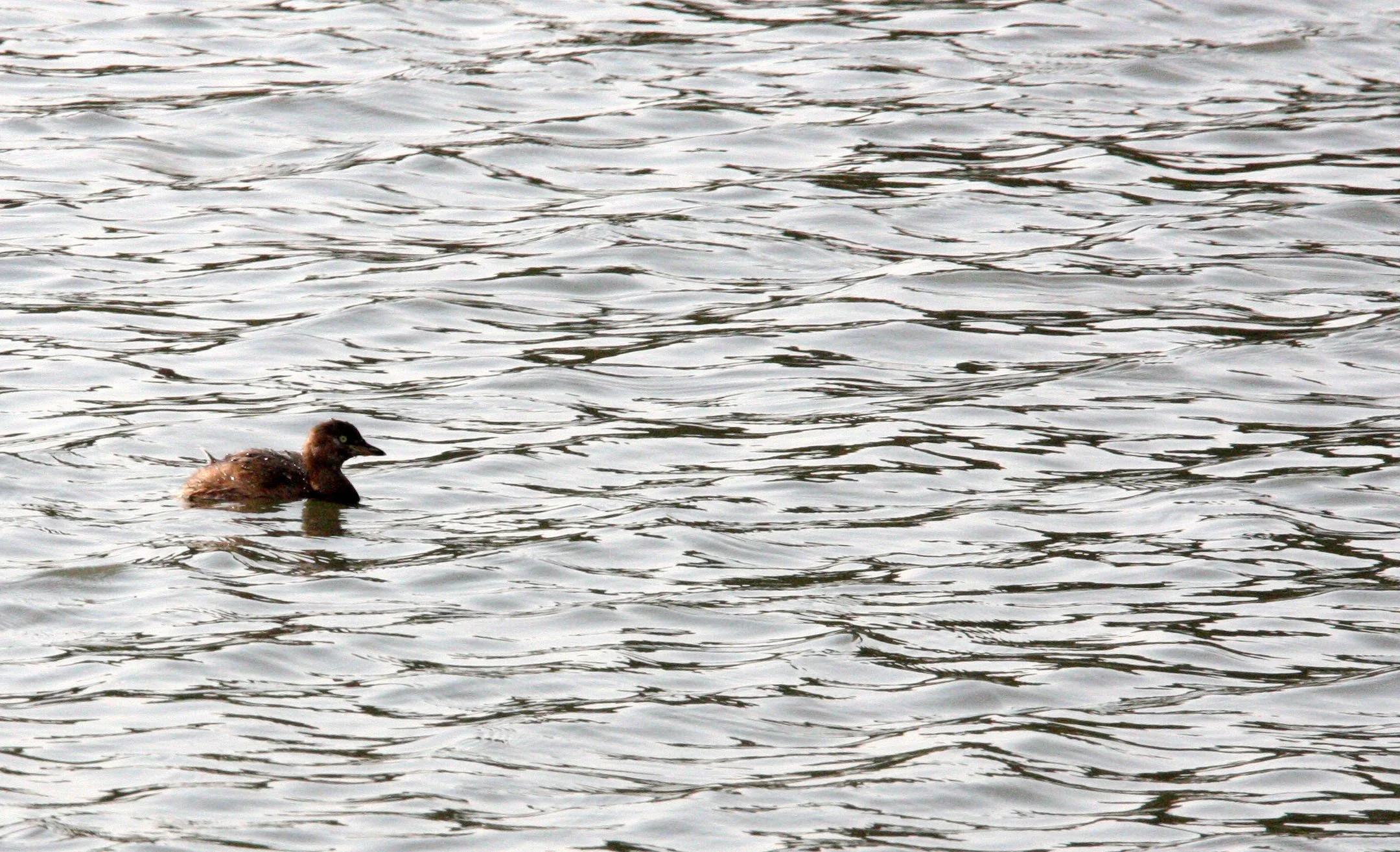 Little Grebe (Tachybaptus ruficollis) Pudong Botanical Gardens Shanghai China (10).JPG