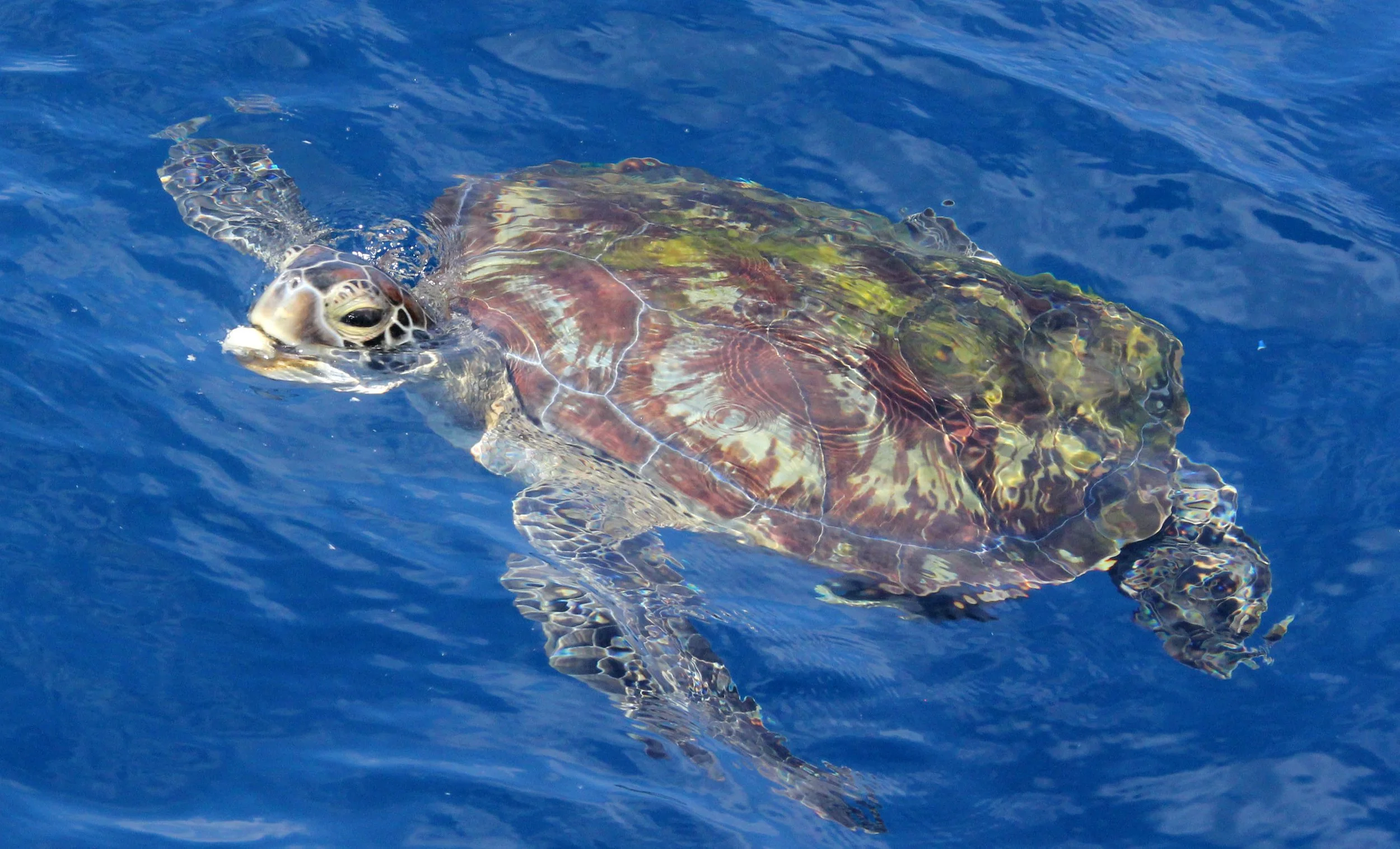 Eretmochelys imbricata - Hawksbill Turtle - SIMILANS 2014 (26).JPG