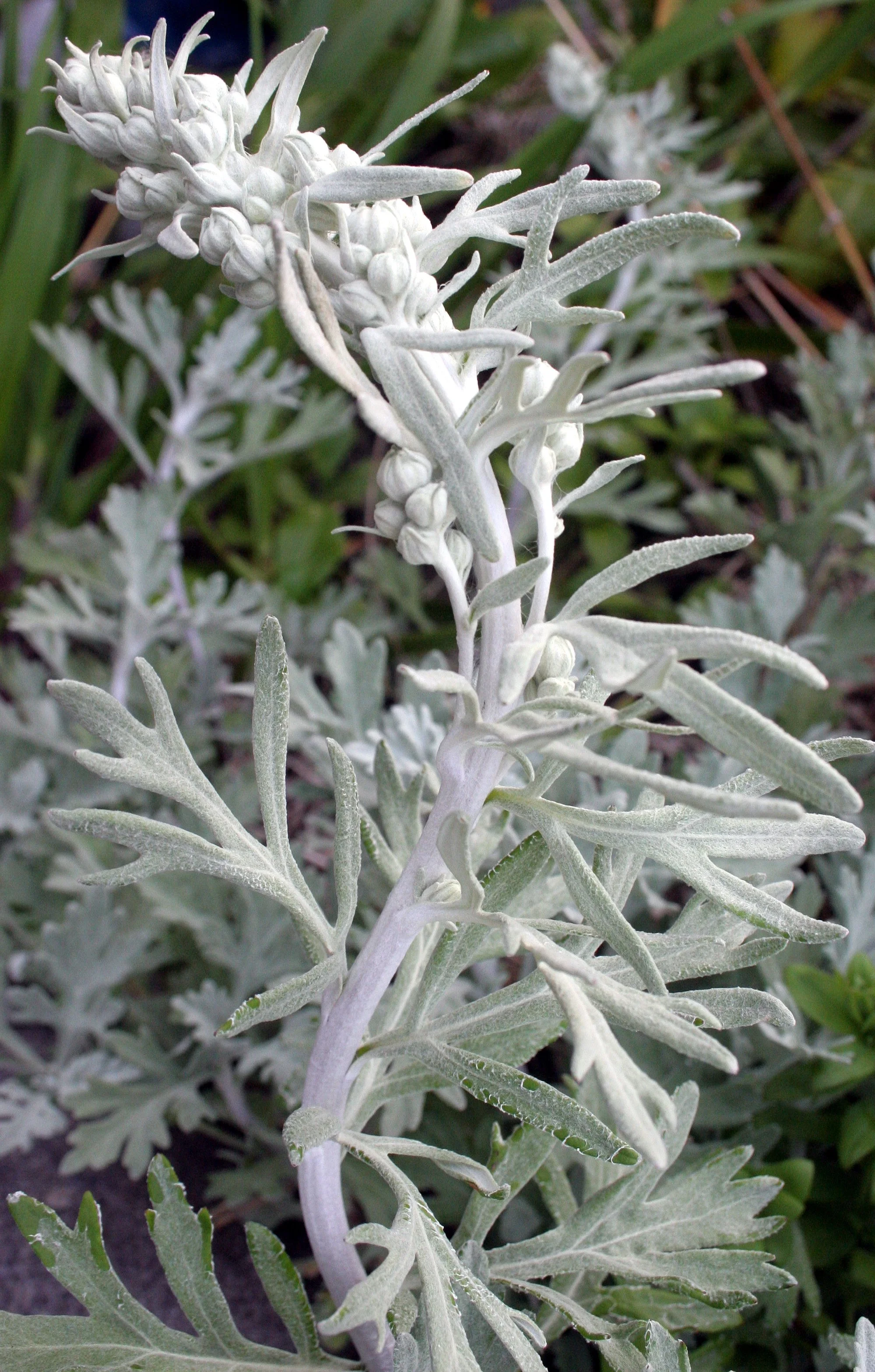 KURIL ISLANDS - FLORA  (114).jpg