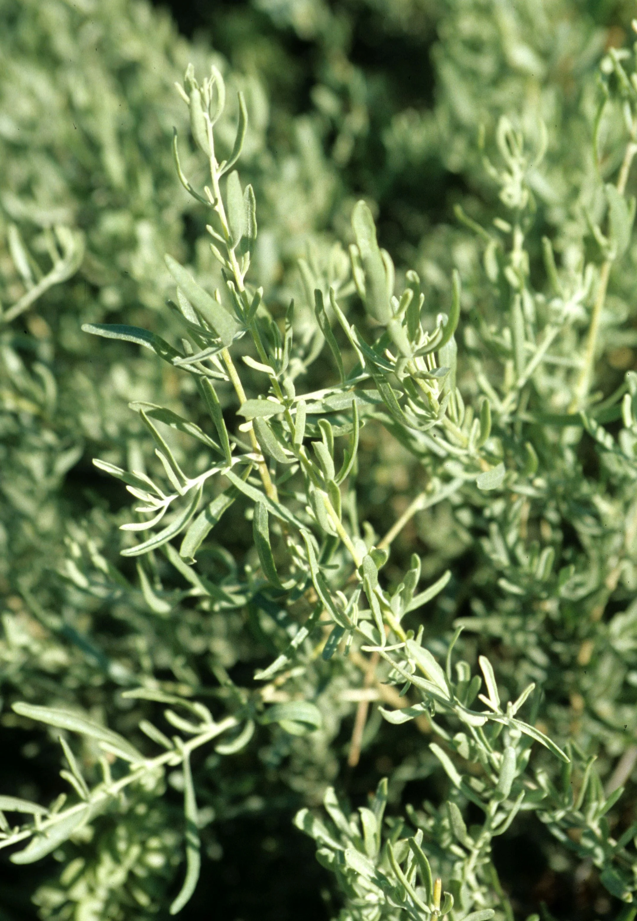 ANASAZILAND - PLANT SPECIES - UNIDENTIFIED.jpg