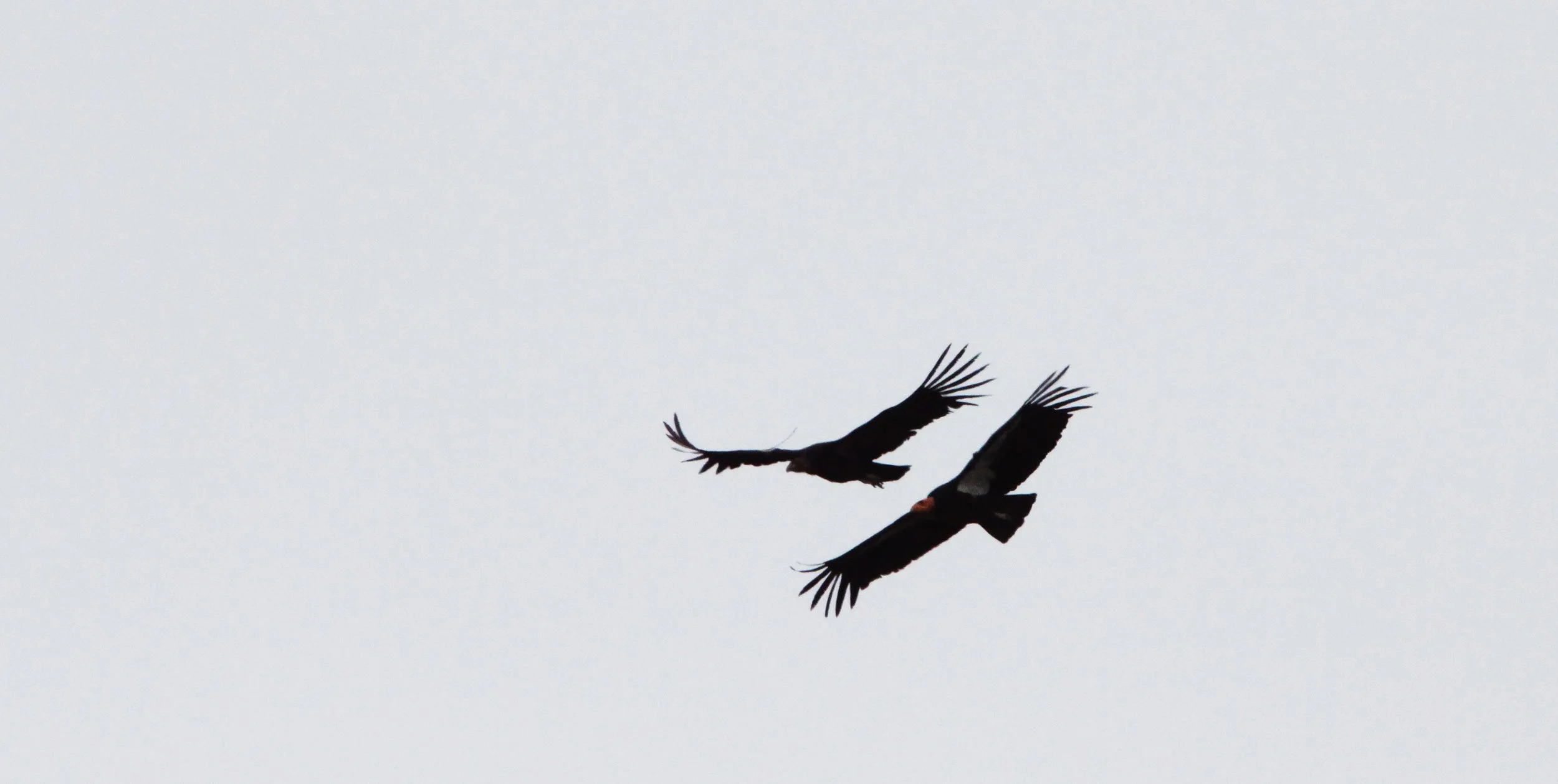 Gymnogyps californianus - CALIFORNIA CONDOR - PINNACLES NATIONAL MONUMENT CALIFORNIA (56).JPG