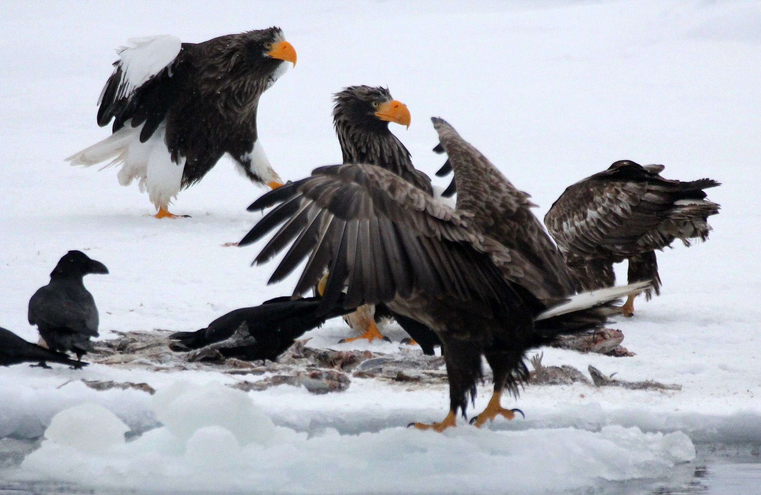 Haliaeetus albicilla - WHITE-TAILED EAGLE - RAUSU, SHIRETOKO PENINSULA, HOKKAIDO JAPAN (376).JPG