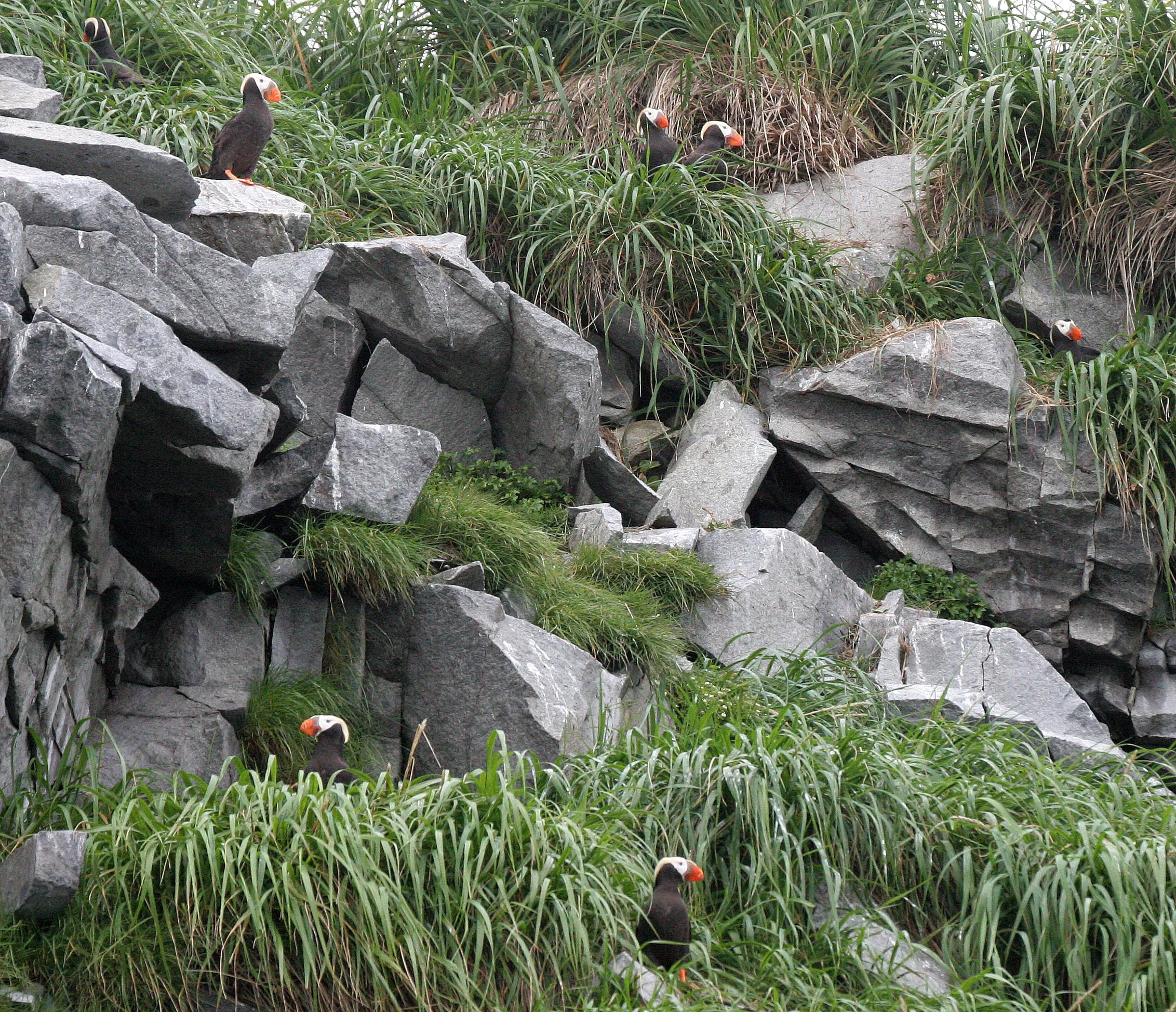 Fratercula cirrhata - TUFTED PUFFIN - COAST OF KAMCHATKA (76).jpg