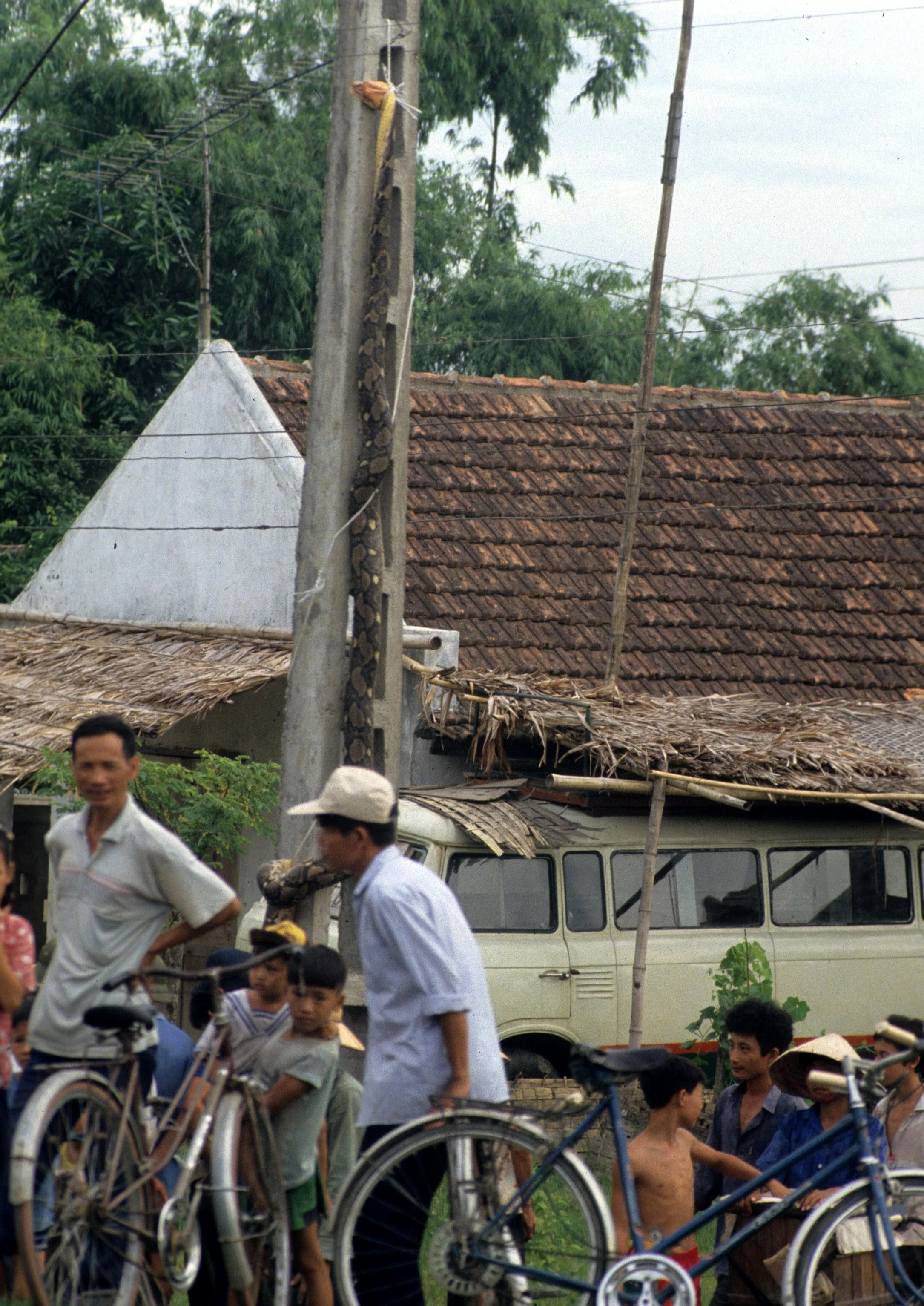 REPTILE - PYTHON - BURMESE PYTHON TO BE BUTCHERED NEAR VINH VIET NAM (2).jpg