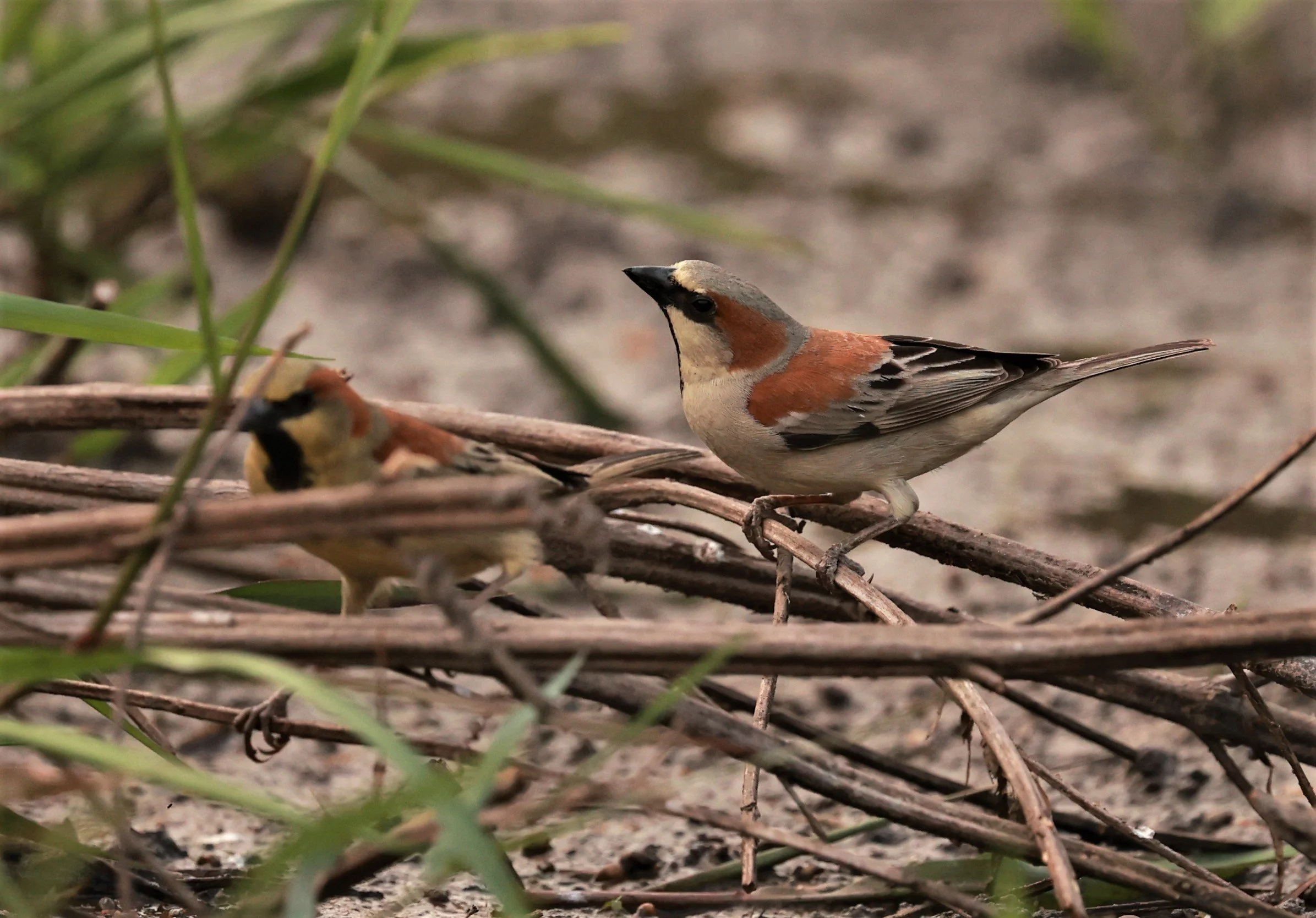 Plain-backed Sparrow (Passer flaveolus) Pathum Thani Rice Research Center (11).jpg