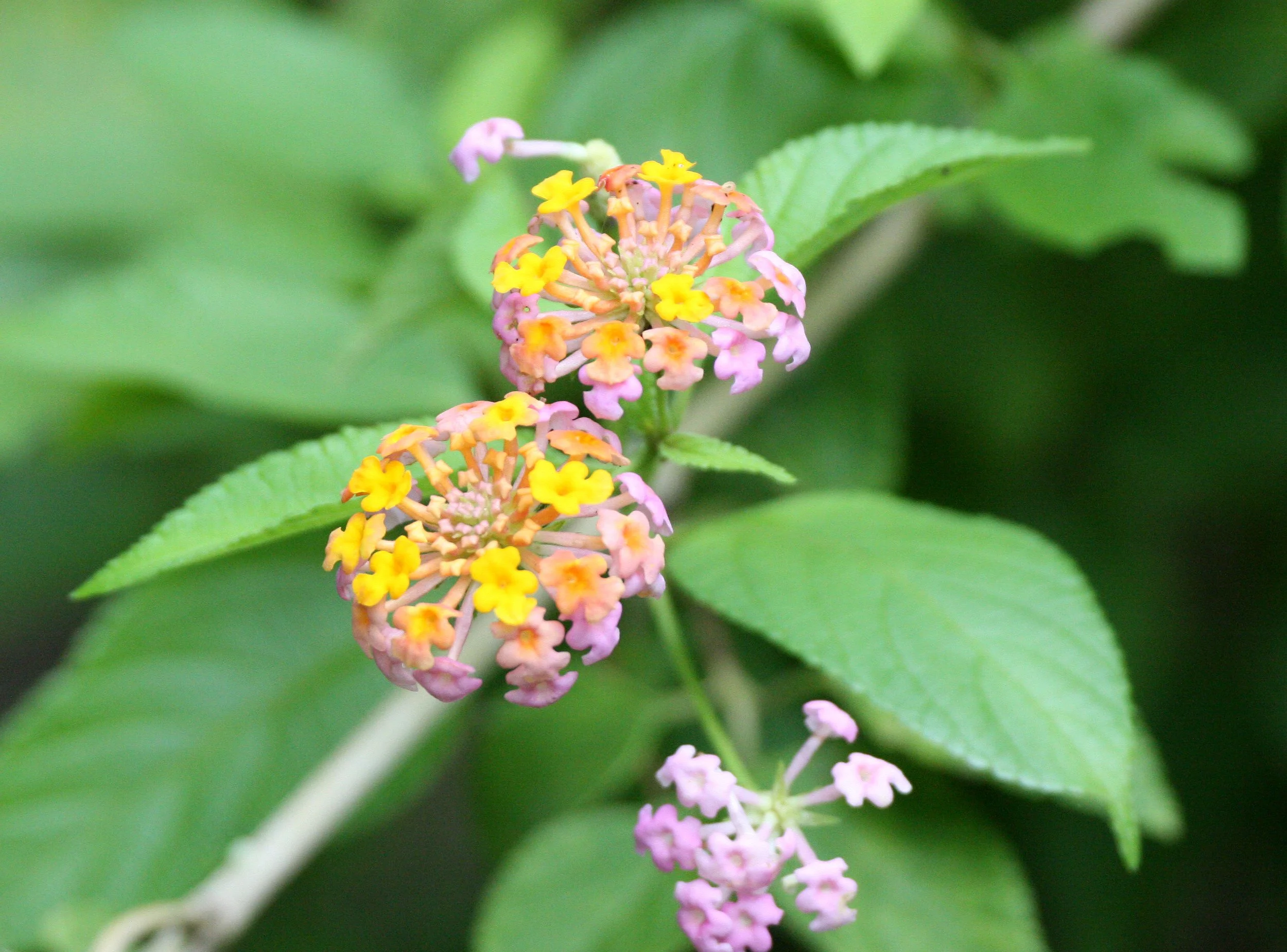 2008 Huai Kha Khaeng Road Trip - First Trip to the Park (28).JPG