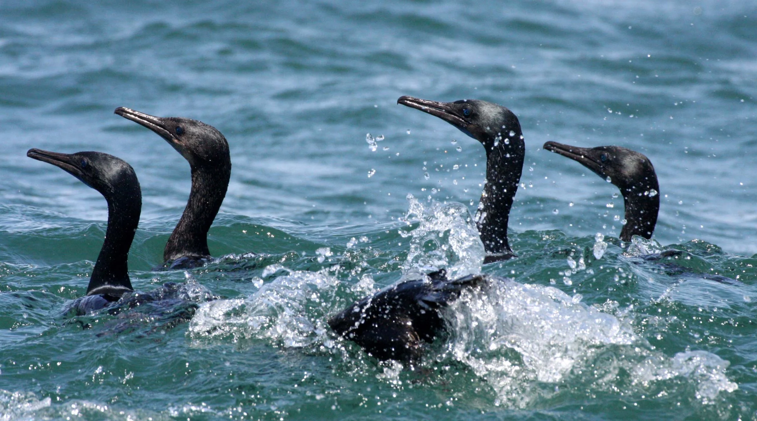 Urile penicillatus - Brandt's Cormorant - San Ignacio Lagoon, Baja California (23).JPG