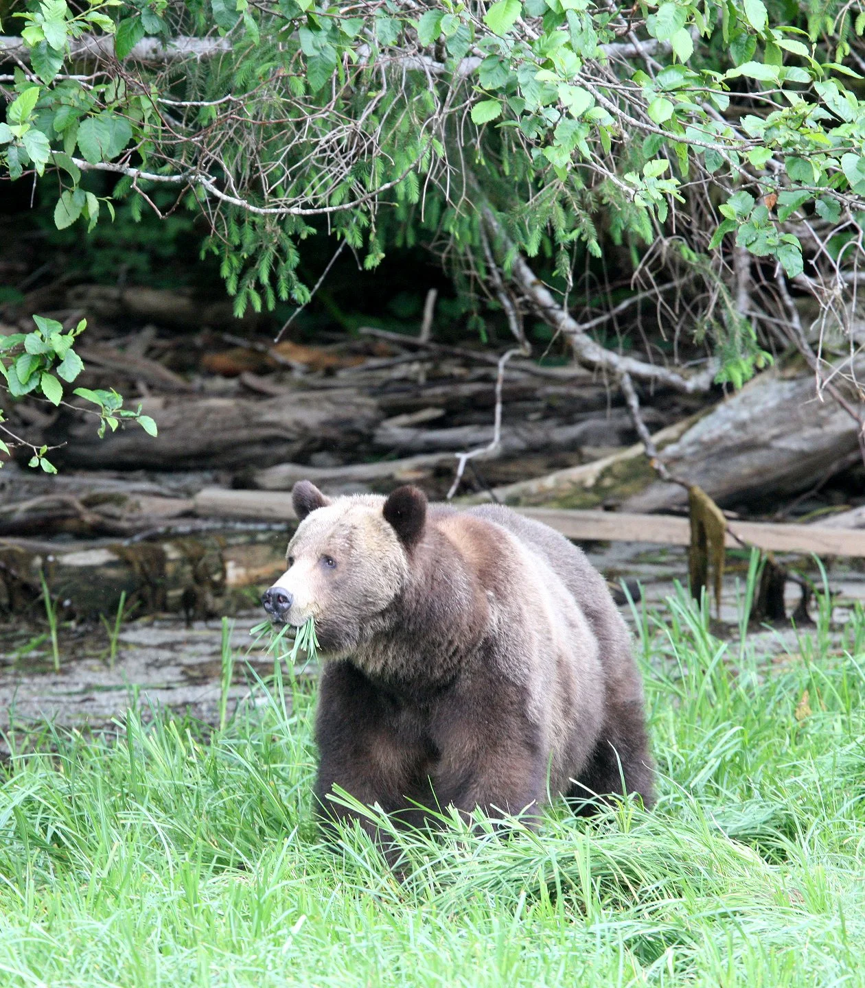 Ursus arctos stikeenensis - STICKEEN'S GRIZZLY BEAR - BELLA AND HER CUBS AND BLONDIE - KNIGHT'S INLET BRITISH COLUMBIA (18).JPG
