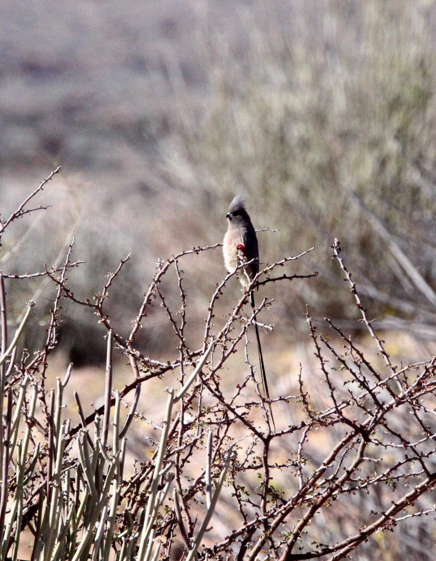 White-backed Mousebird (Colius colius) Augrabies Falls NP South Africa (4).JPG