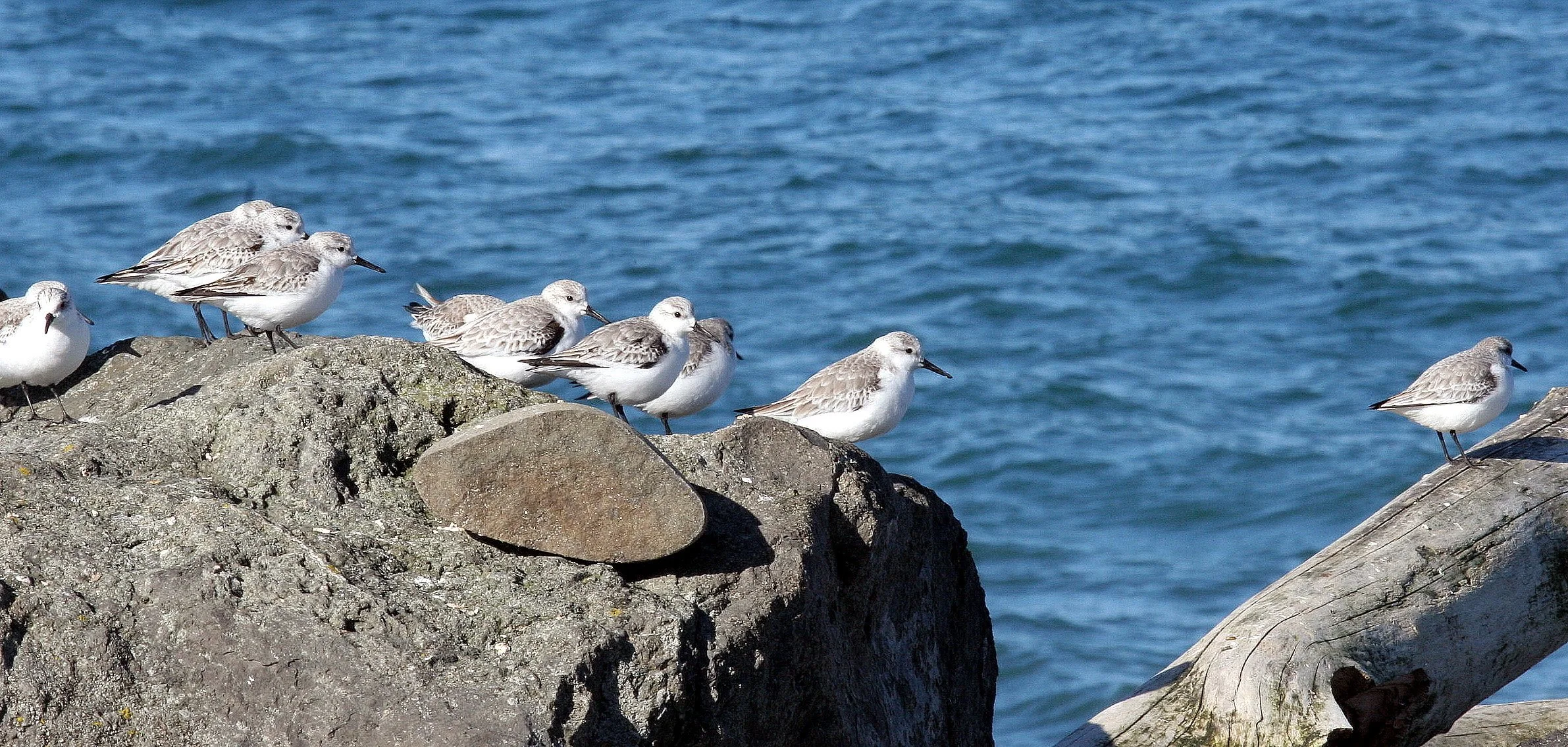 BIRD - SANDERLINGS - EDIZ HOOK PA HARBOR (29).jpg