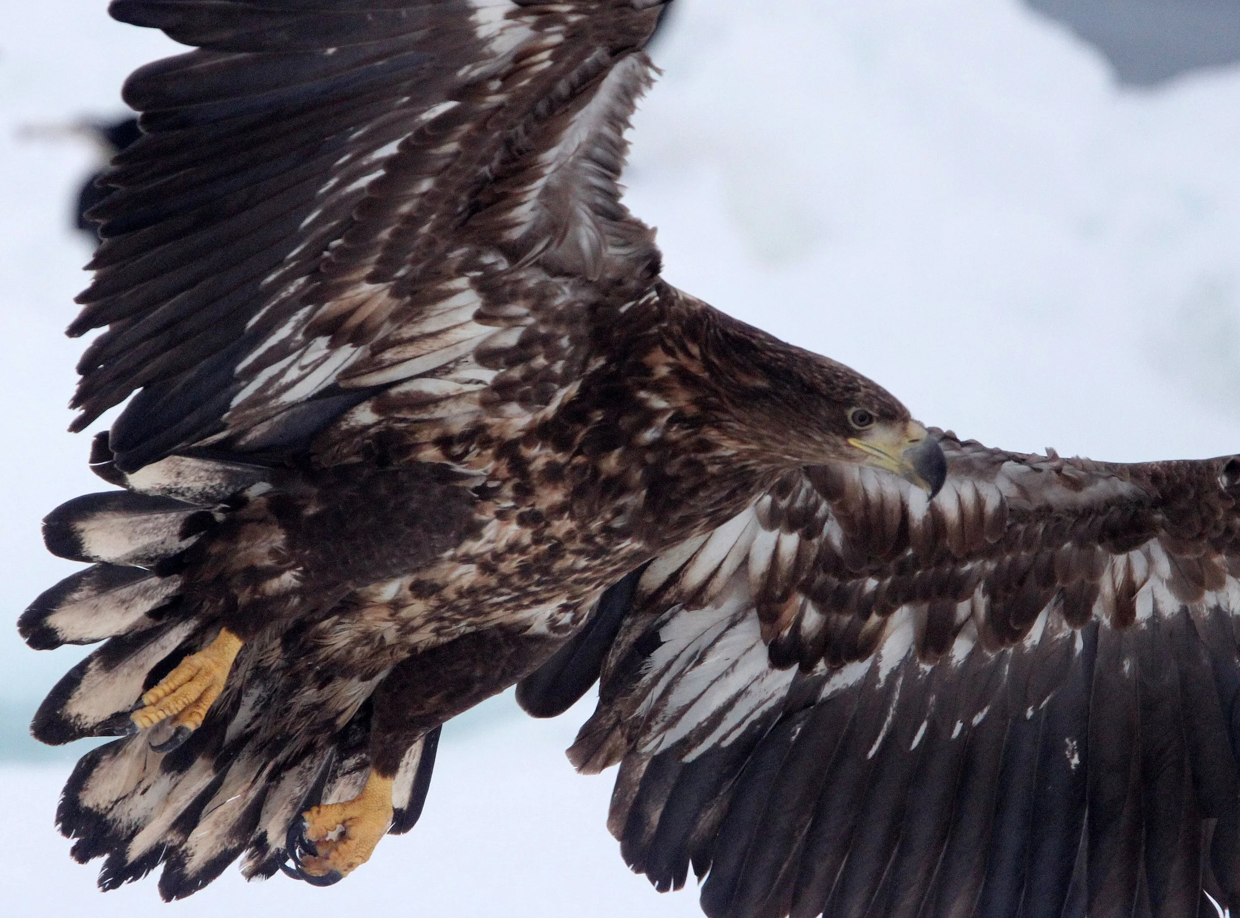 BIRD - EAGLE - WHITE-TAILED EAGLE - RAUSU, SHIRETOKO PENINSULA & NATIONAL PARK - HOKKAIDO JAPAN (125).JPG