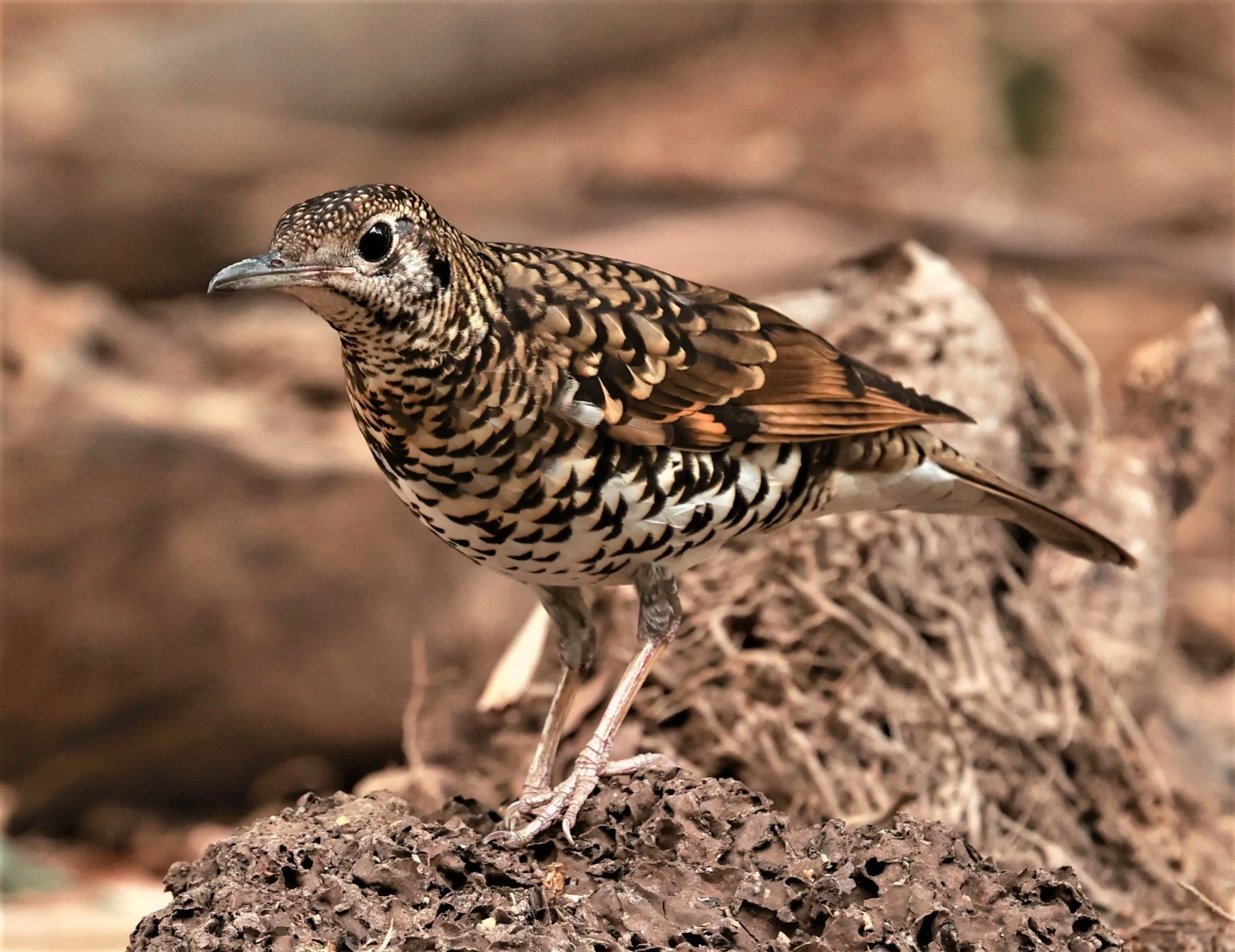White's Thrush (Zoothera aurea) Putthamonthon Park Nakhon Pathom Thailand (18).jpg