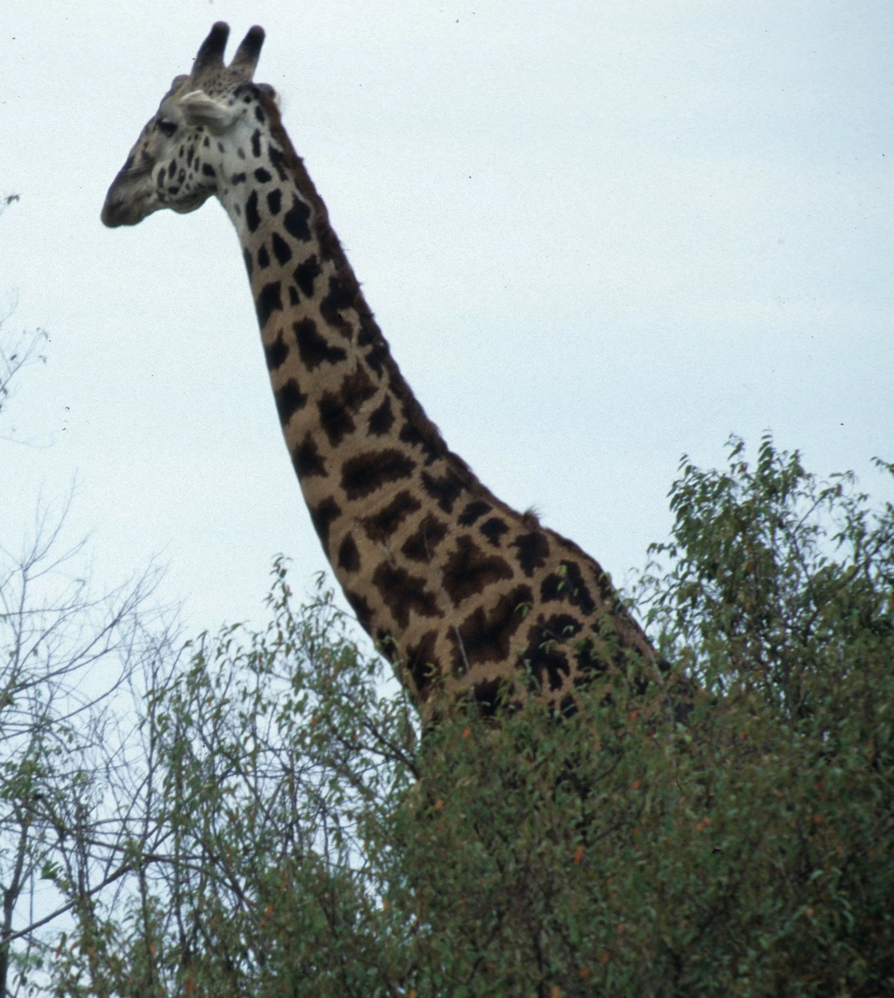 GIRAFFE-RETICULATED - SHABA 6.jpg