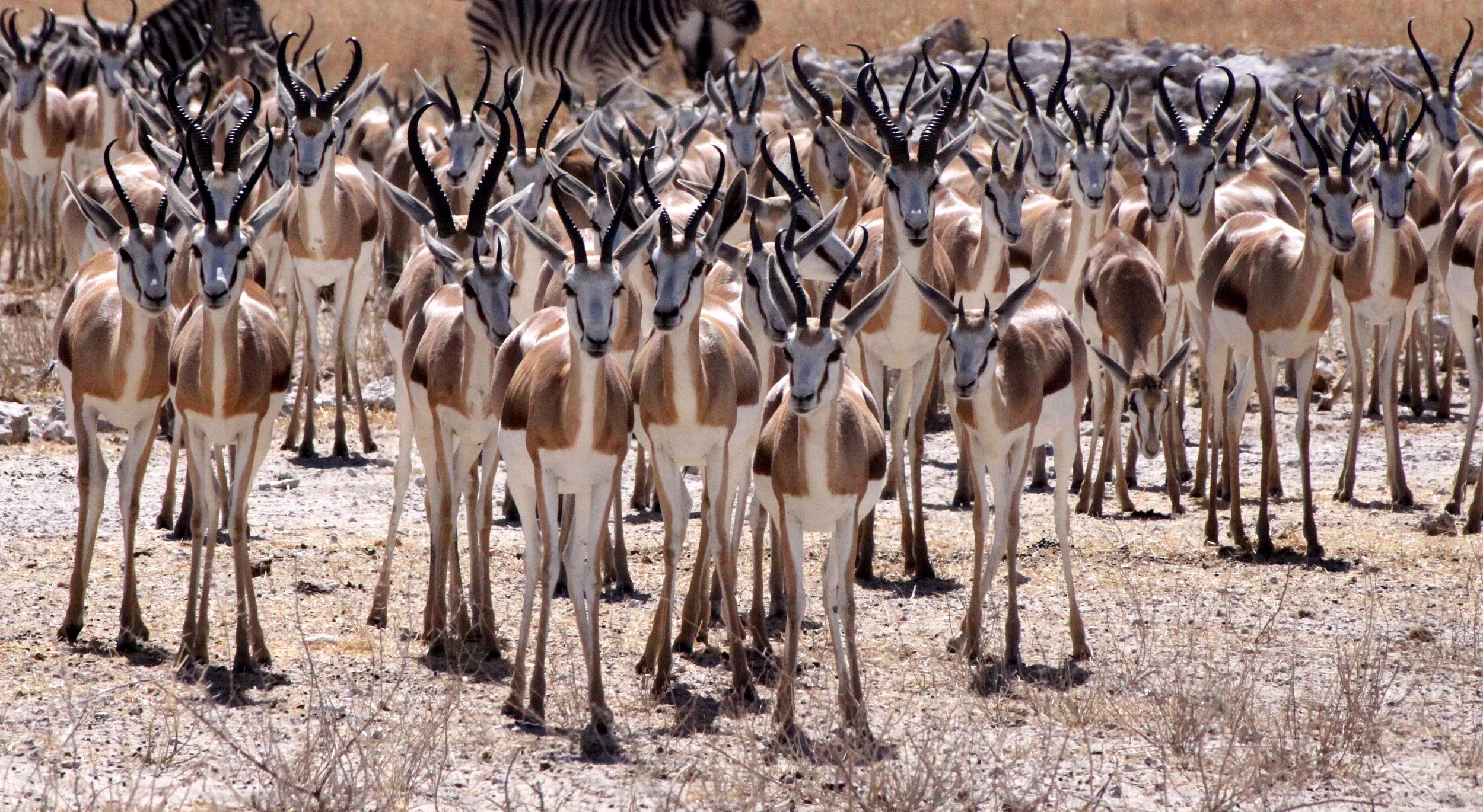 SPRINGBOK - ANGOLAN SPRINGBOK - Antidorcus angolensis - ETOSHA NATIONAL PARK NAMIBIA  (54).JPG