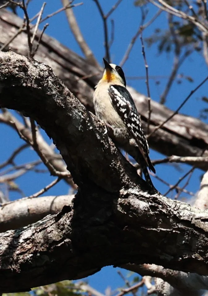 Woodpecker - White-fronted Woodpecker - Melanerpes cactorum - Pousada Aguape - Fazenda São José Zona Rural, Aquidauana, Mato Grosso do Sul, Brazil (2).jpg