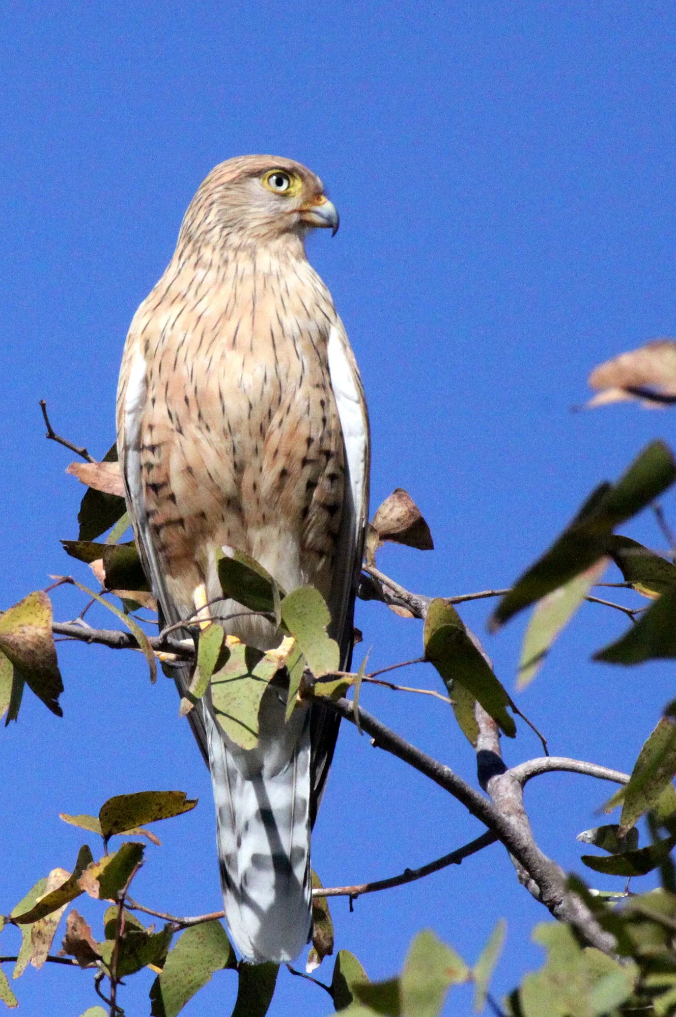 BIRD - KESTREL - GREATER KESTREL - ETOSHA NATIONAL PARK NAMIBIA (12).JPG