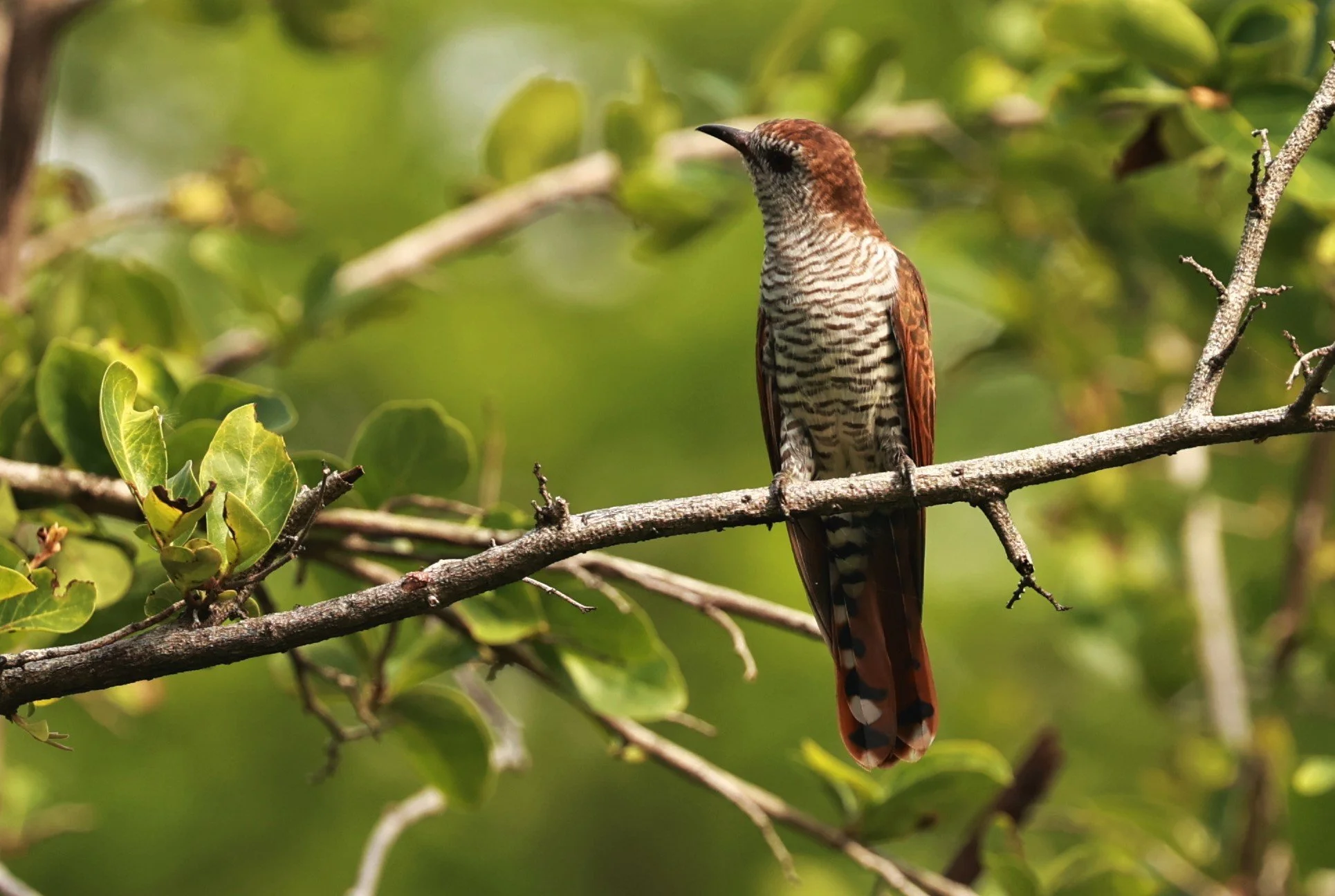 Violet Cuckoo (Chrysococcyx xanthorhynchus) Rama IX Park Bangkok (70).jpg