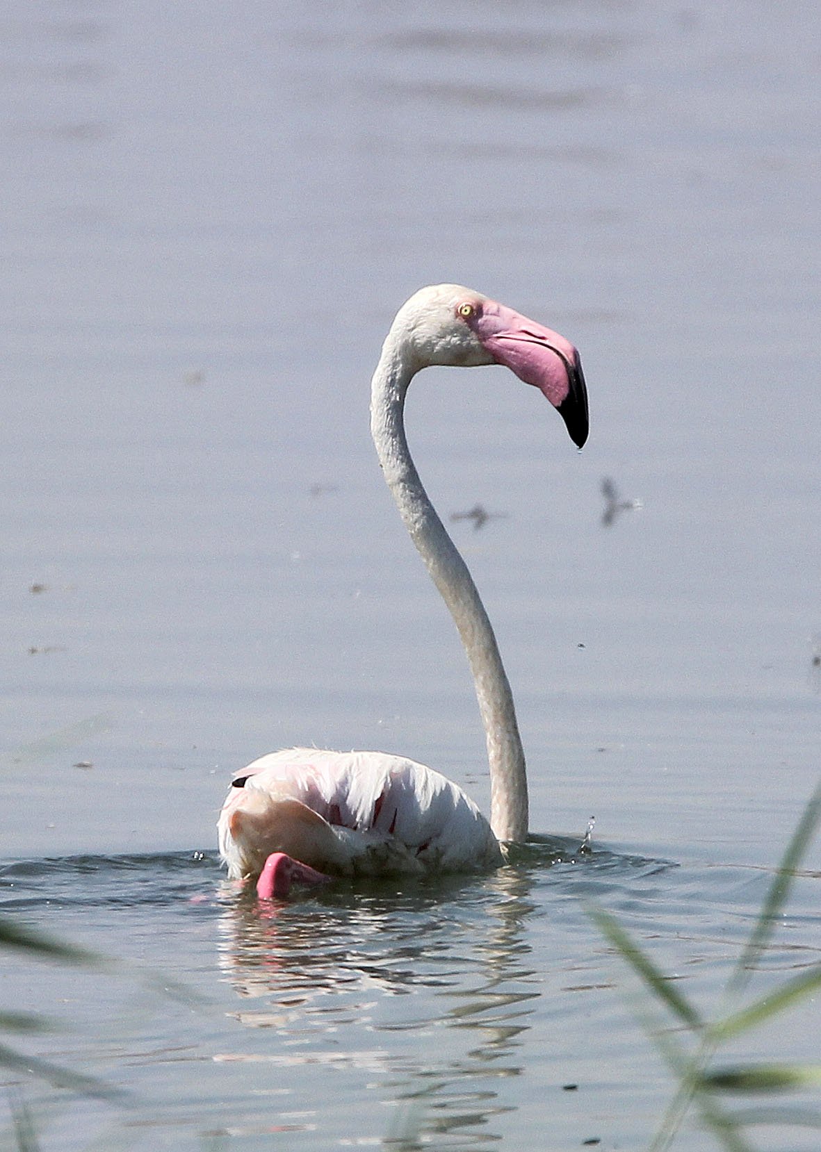Phoenicopterus roseus - Greater Flamingo - Laguna Dulce Spain (7).JPG
