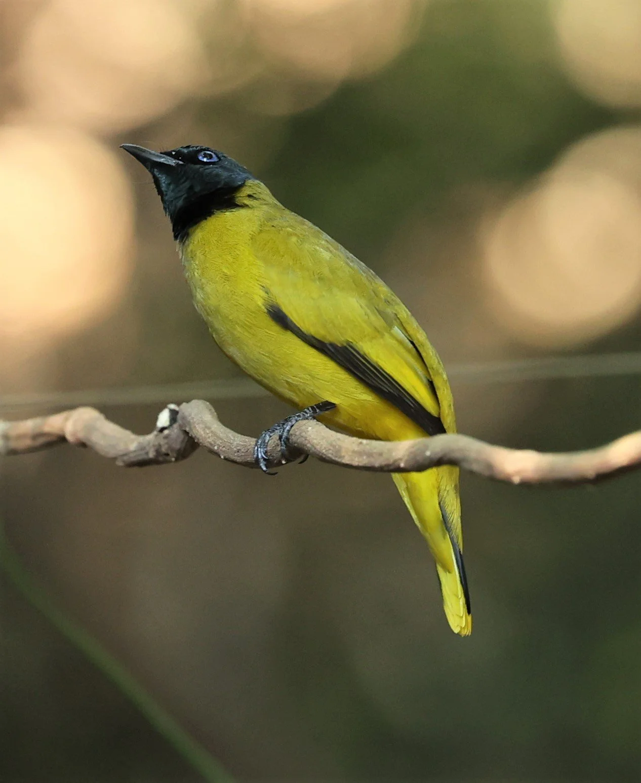 BULBUL - BLACK HEADED BULBUL - Pycnonotus atriceps - PETCHABURI PROVINCE - NUY HIDE NEAR KAENG KRACHAN JAN 2022 (6).jpg