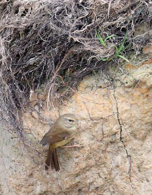 Brown-flanked Bush Warbler - Cettia fortipes - Poyang Lake, Jiangxi Province, China